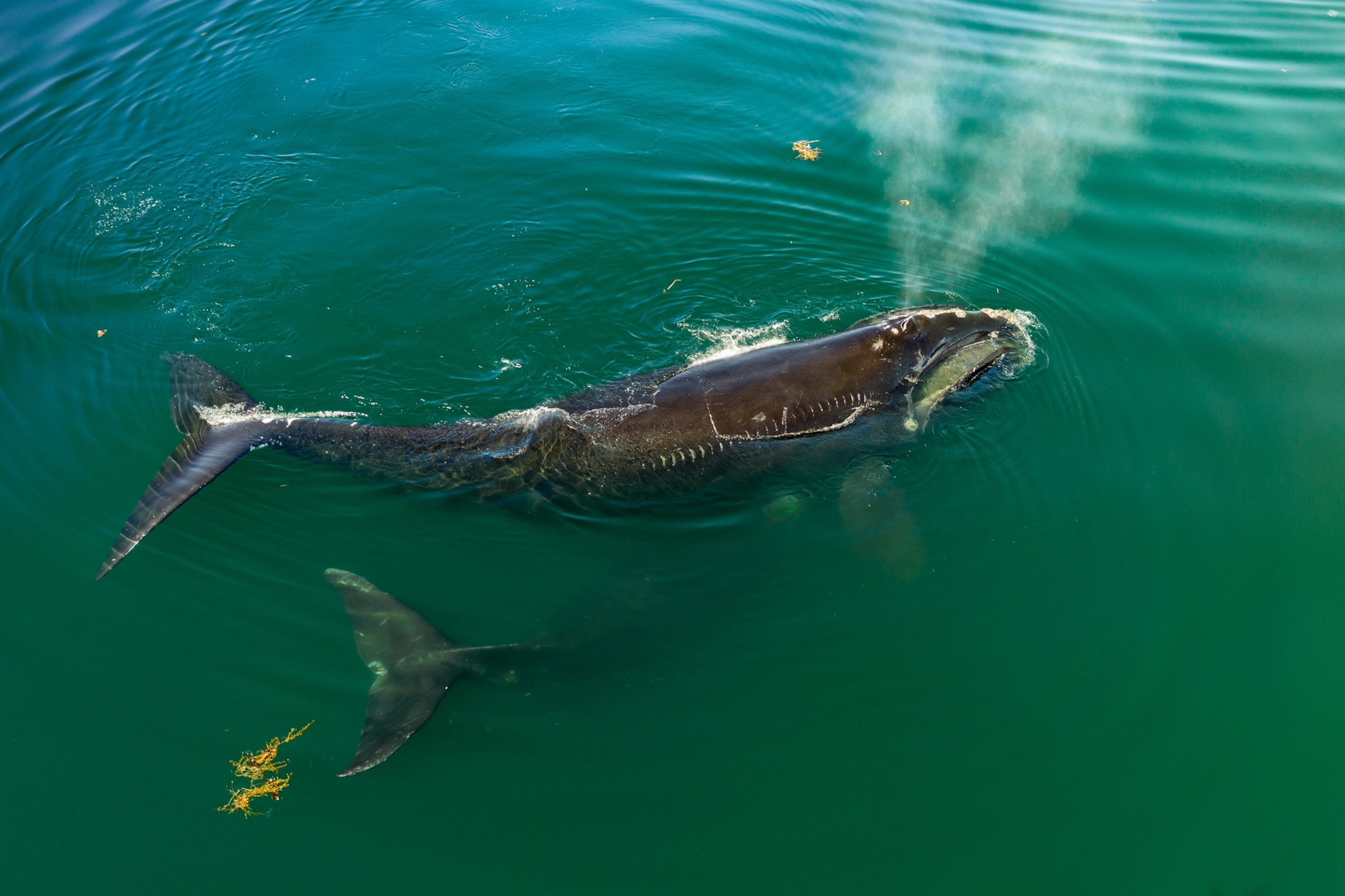 Two North Atlantic right Whales are seen swimming toward the surface of Cape Cod Bay.
