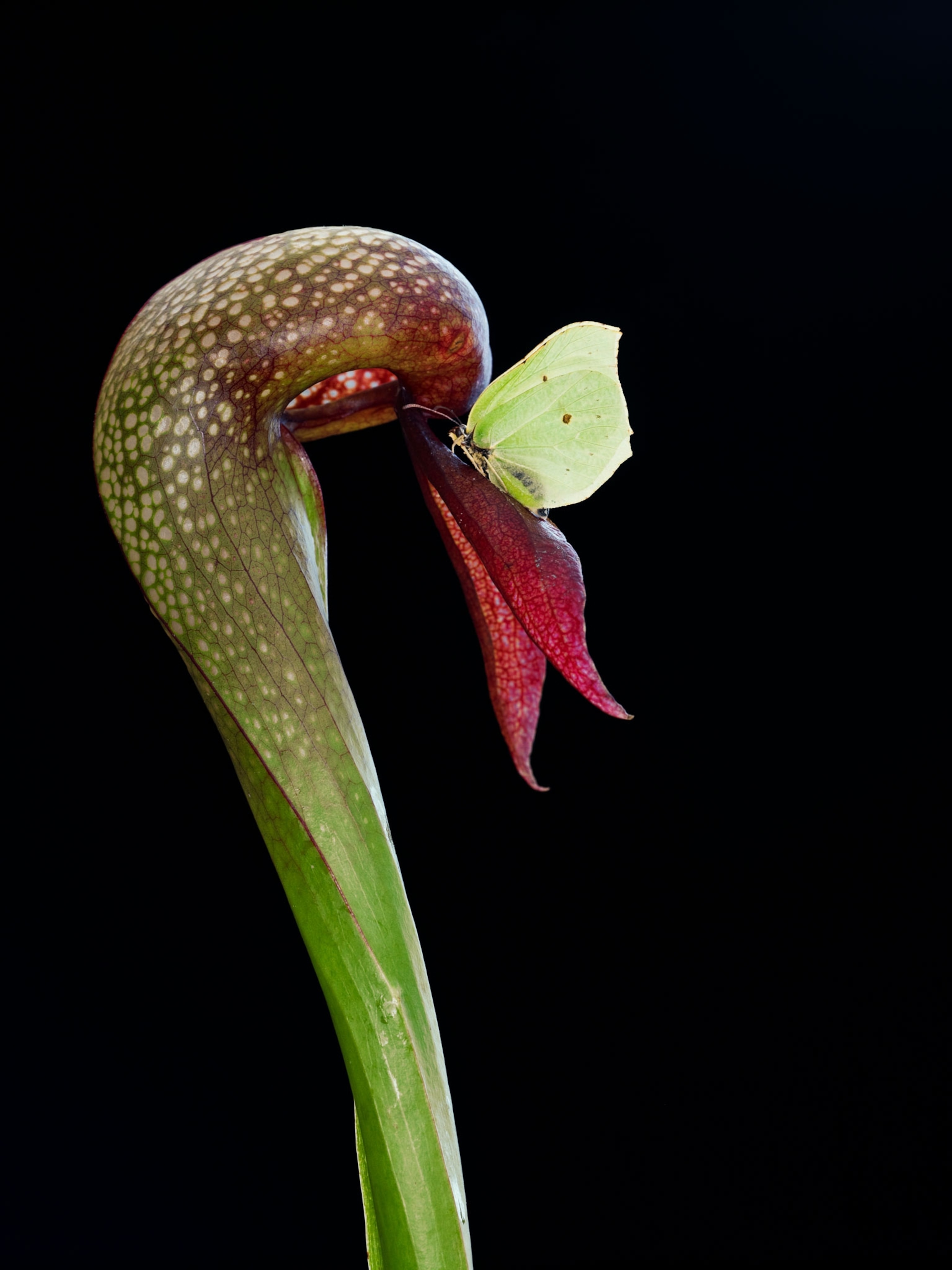 a pale green butterfly on a california pitcher plant