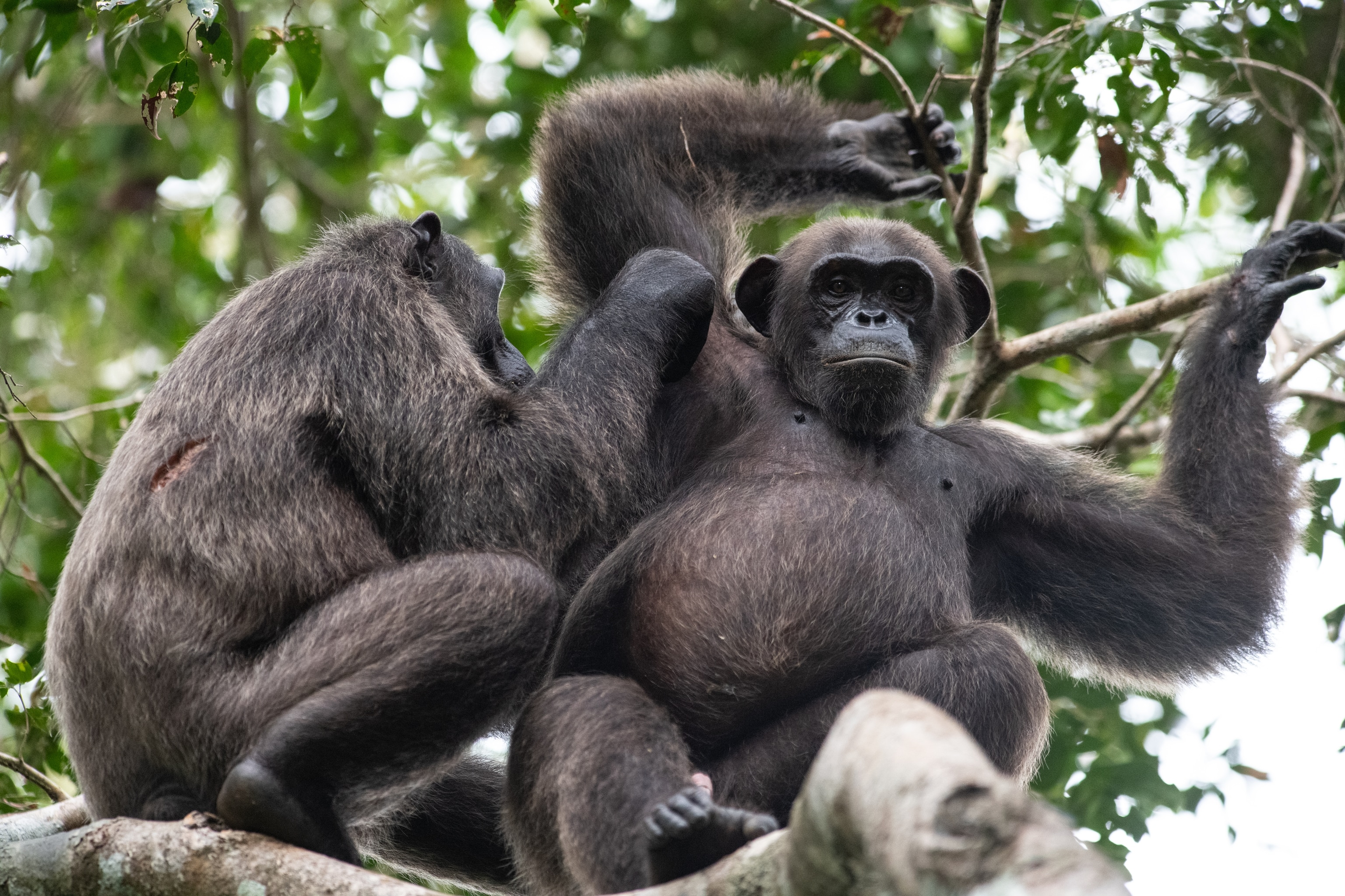 Chimpanzees looks down from tree, as chimp grooms the other.