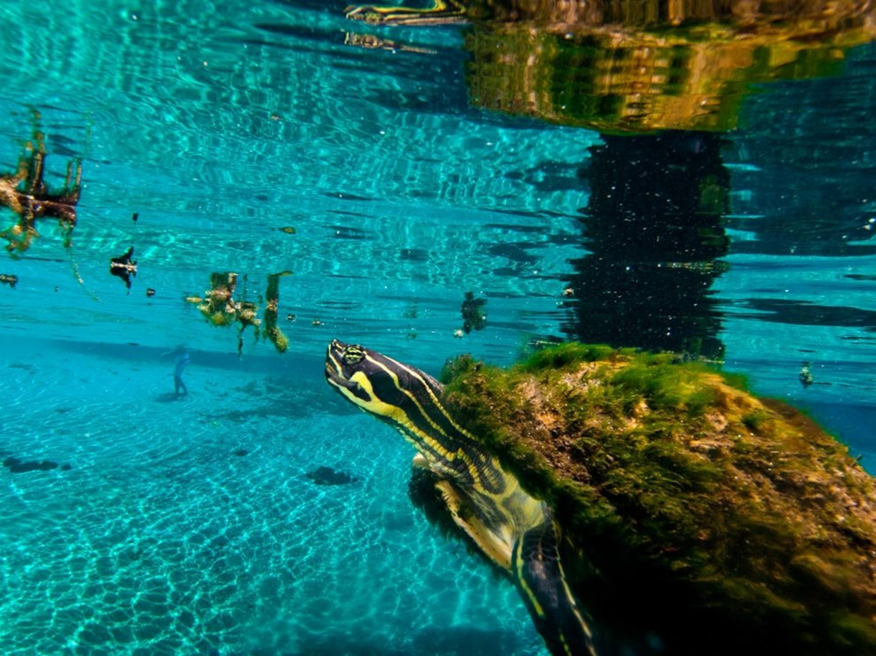 Turtle
