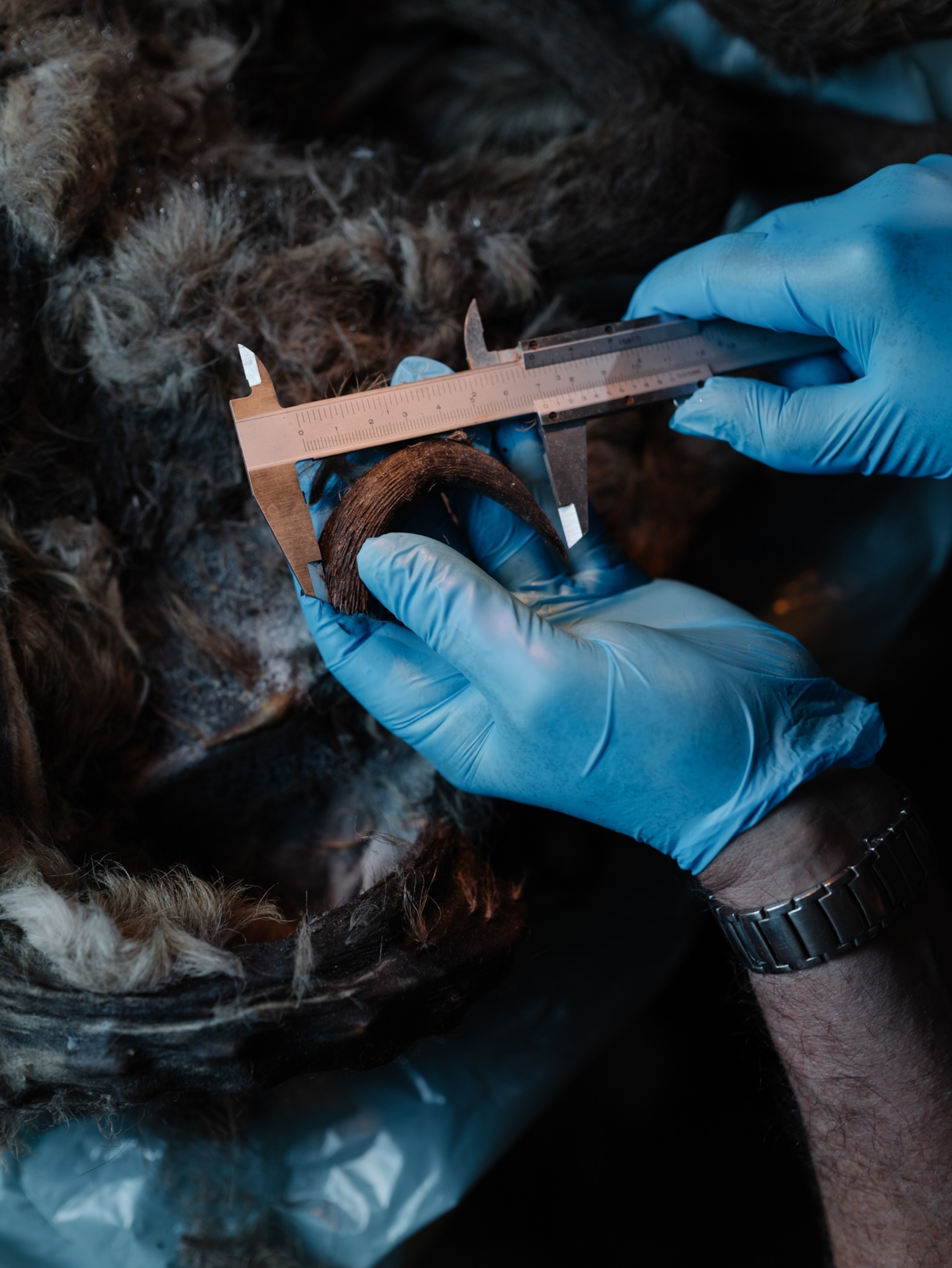 two hands in blue latex gloves hold a measuring instrument and horn