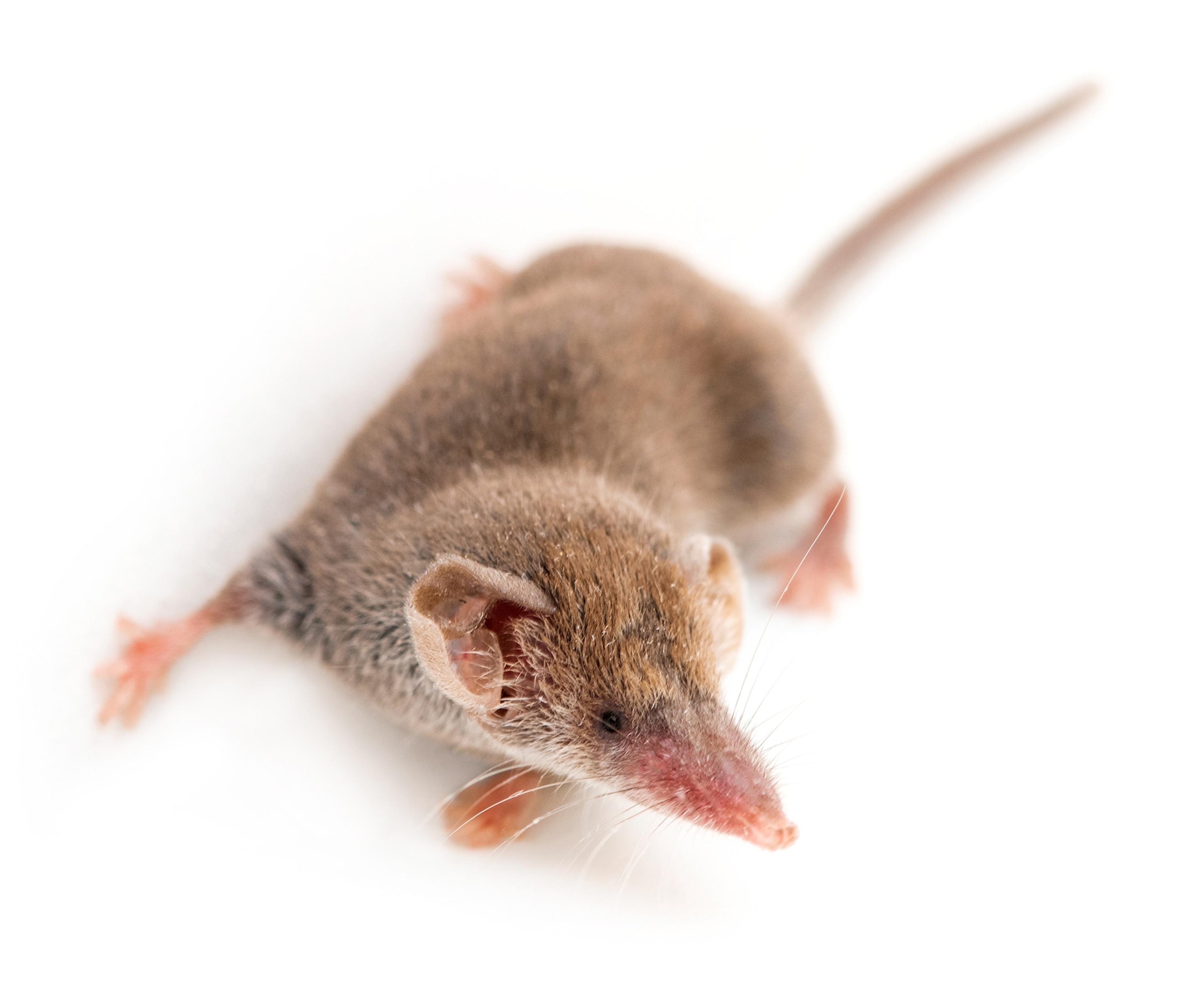 Picture of a animal with long snout and pink feet.