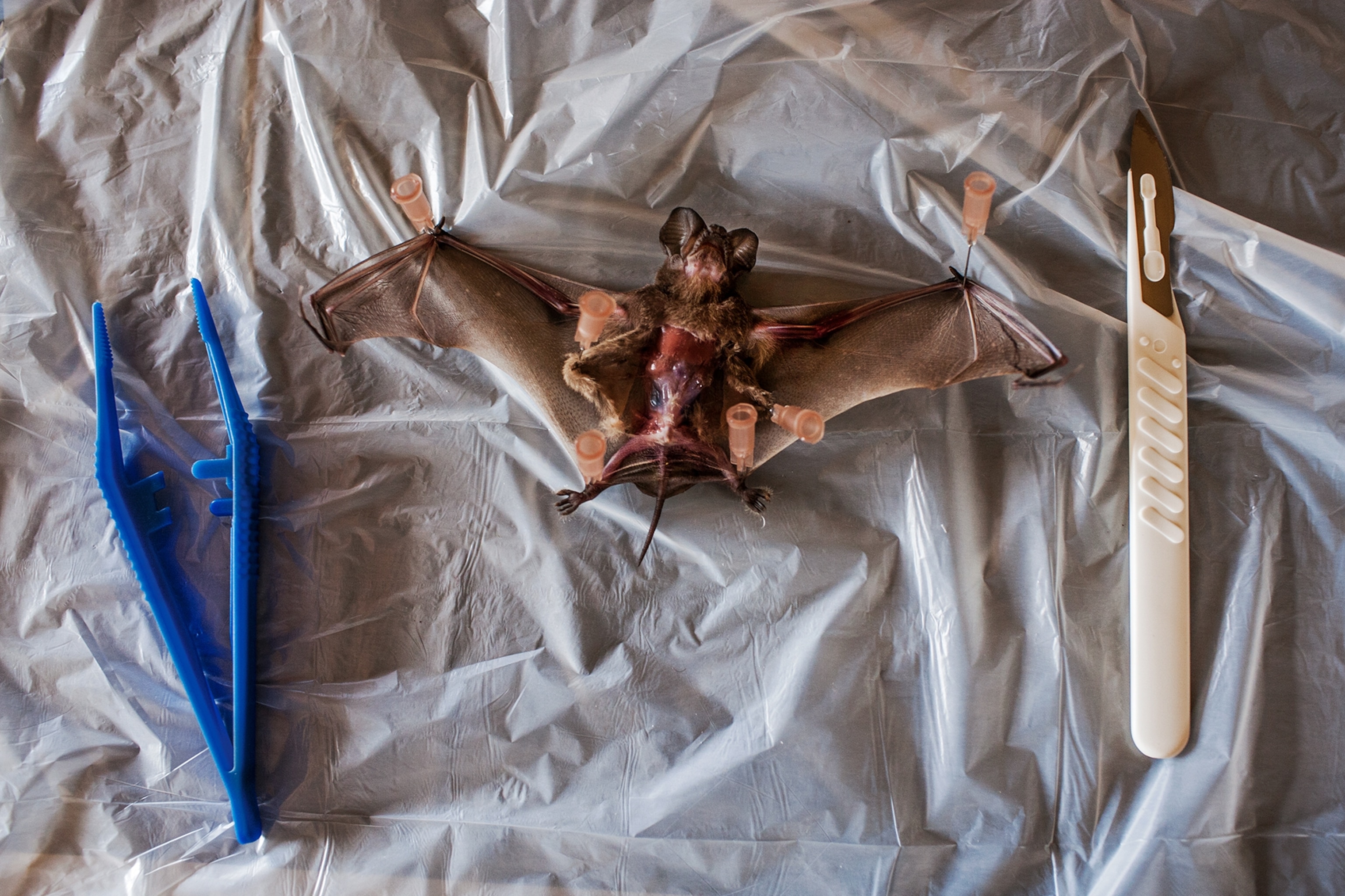 a bat being dissected