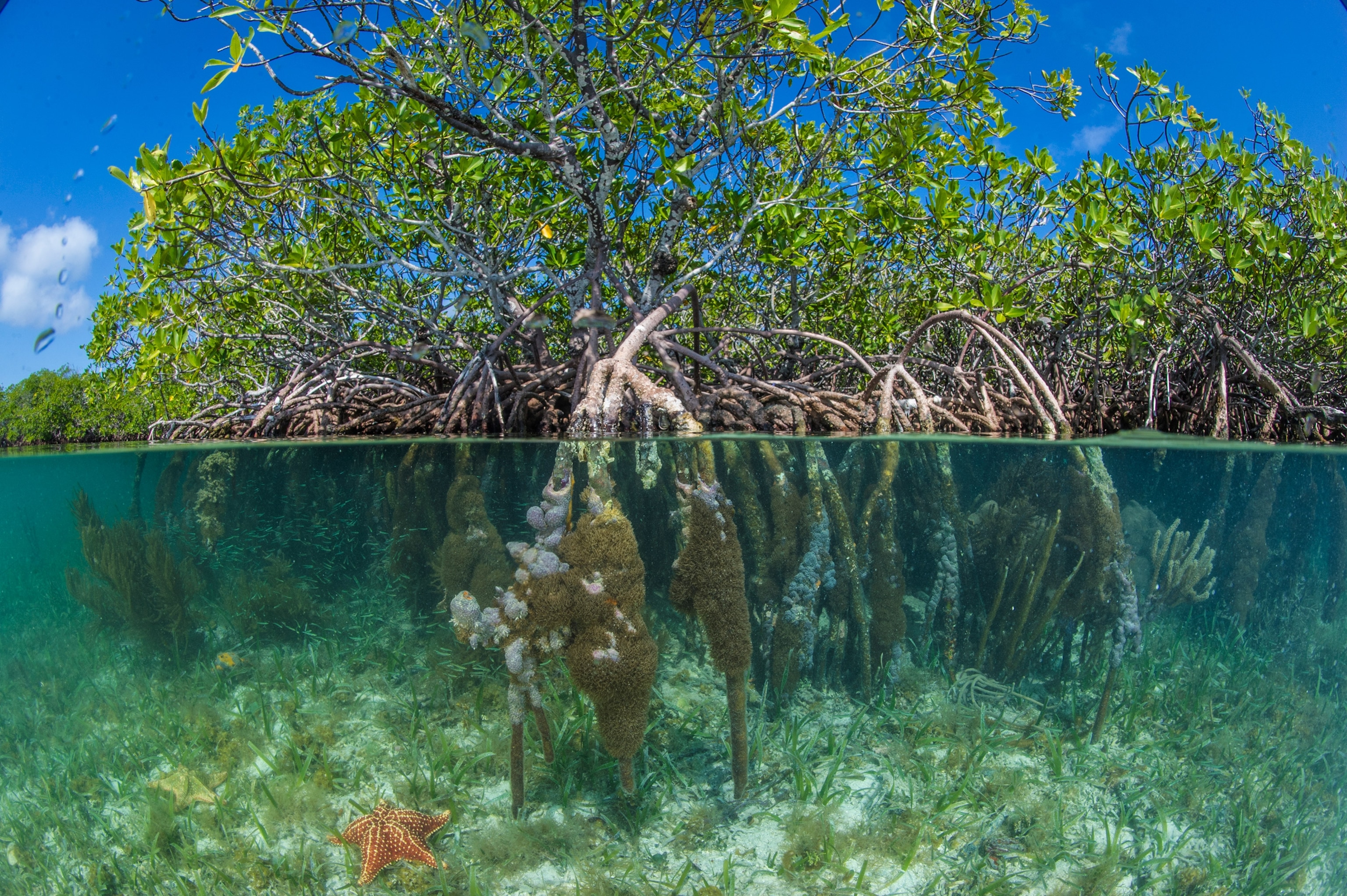 red mangroves near Pelican Beach South Water Caye, Belize