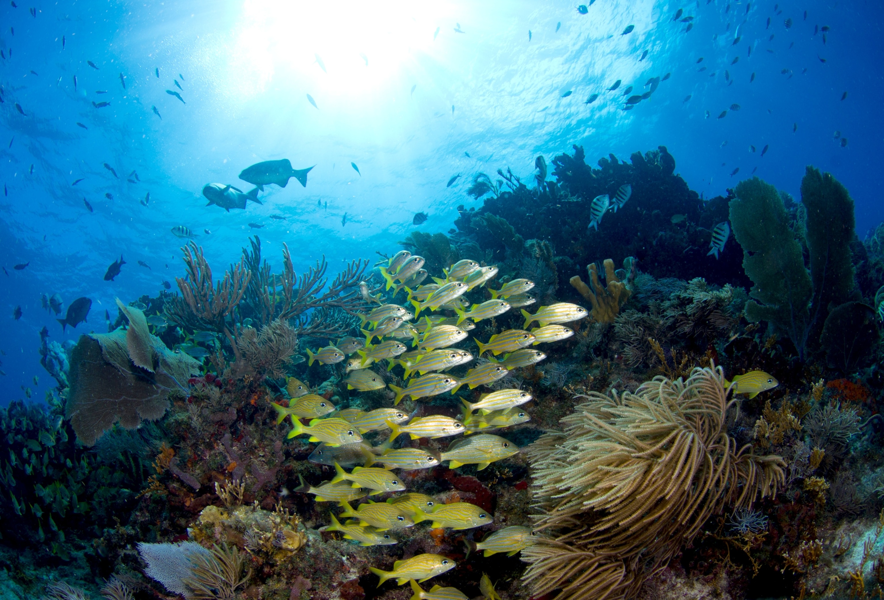 schooling fish on reef at Bloody Bay Wall, Cayman Islands