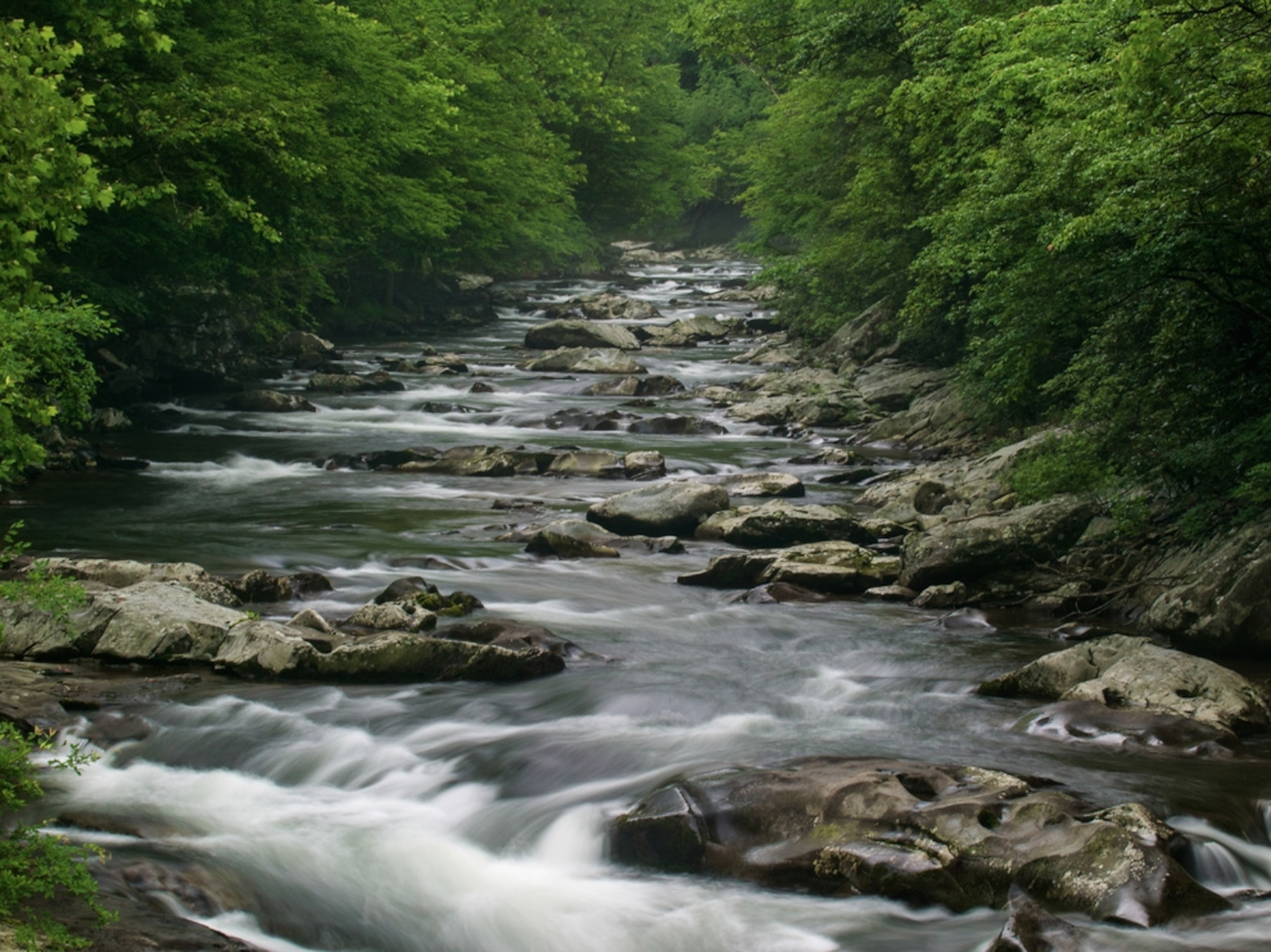 the Middle Prong River, Great Smoky Mountains National Park