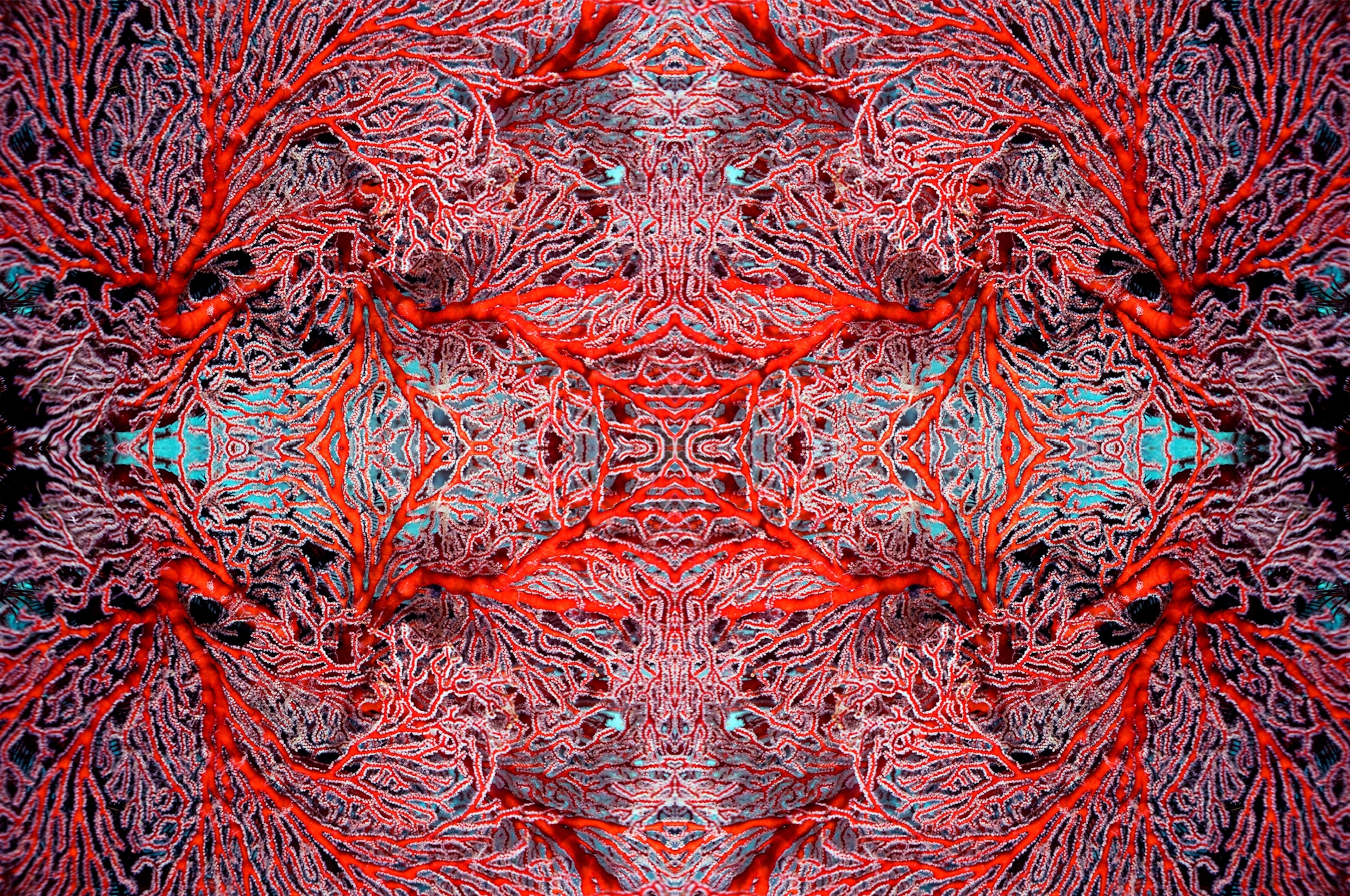 Kaleidoscopic image of gorgonian corals of red color.