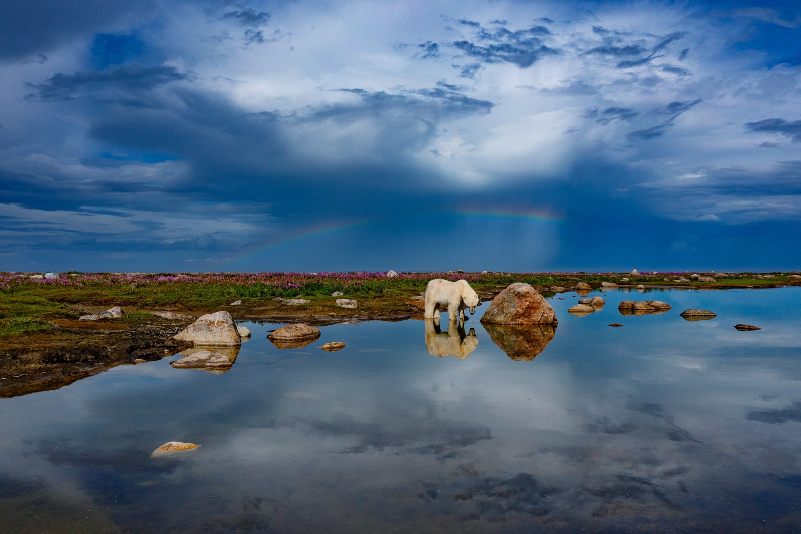 Picture of wading in water bear under rainbow in dark blue sky.
