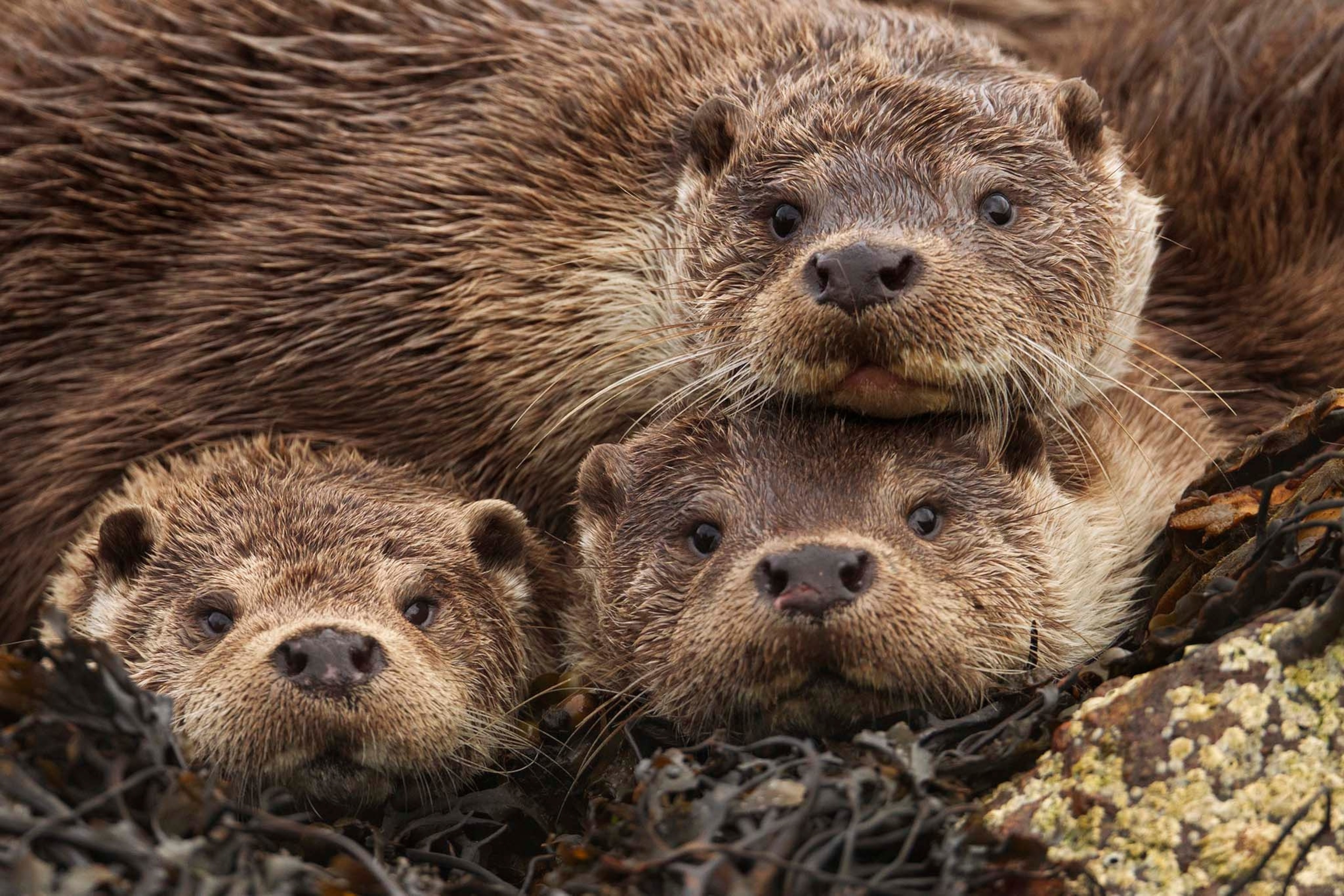 eurasian river otters