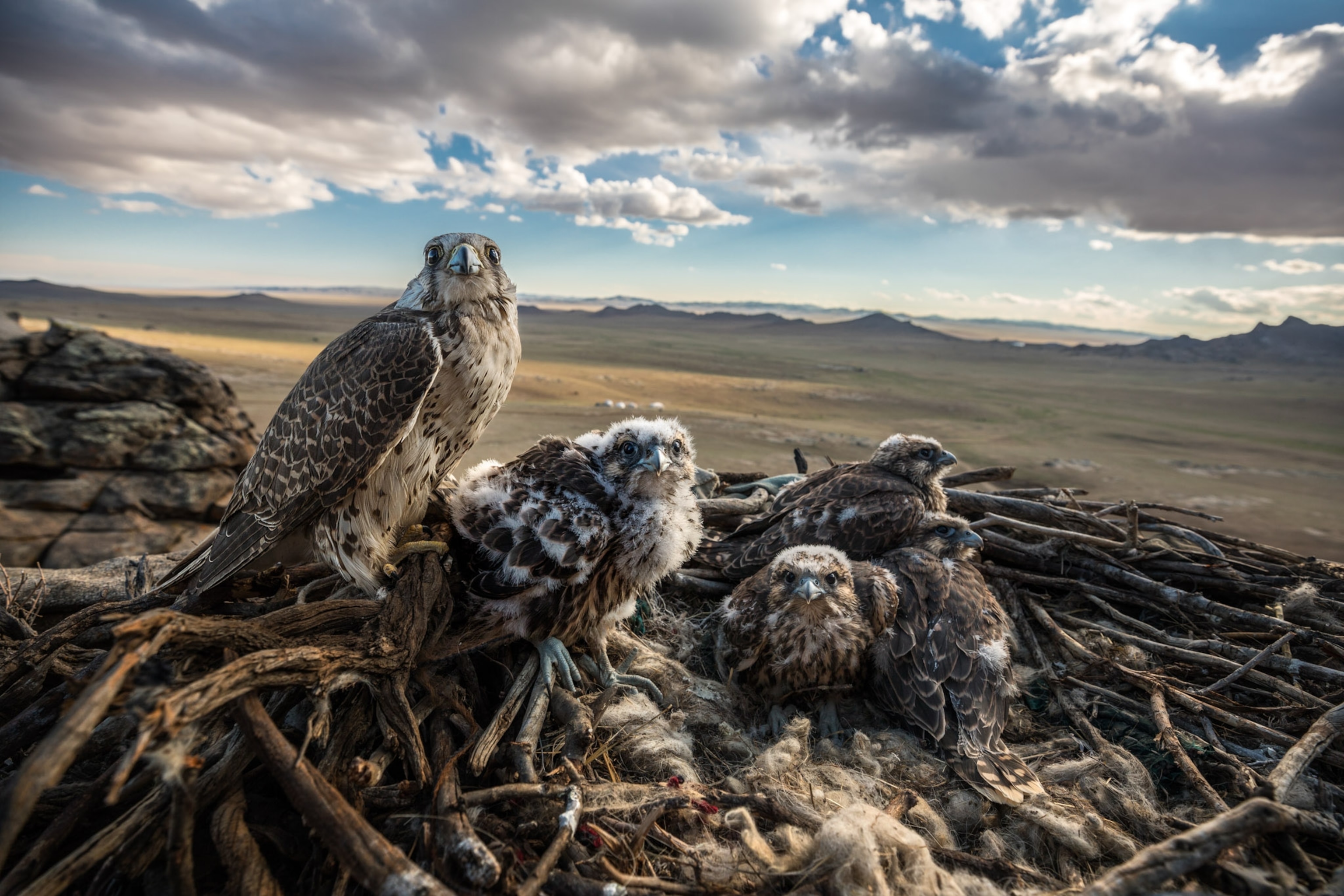 A group of birds in a nest.