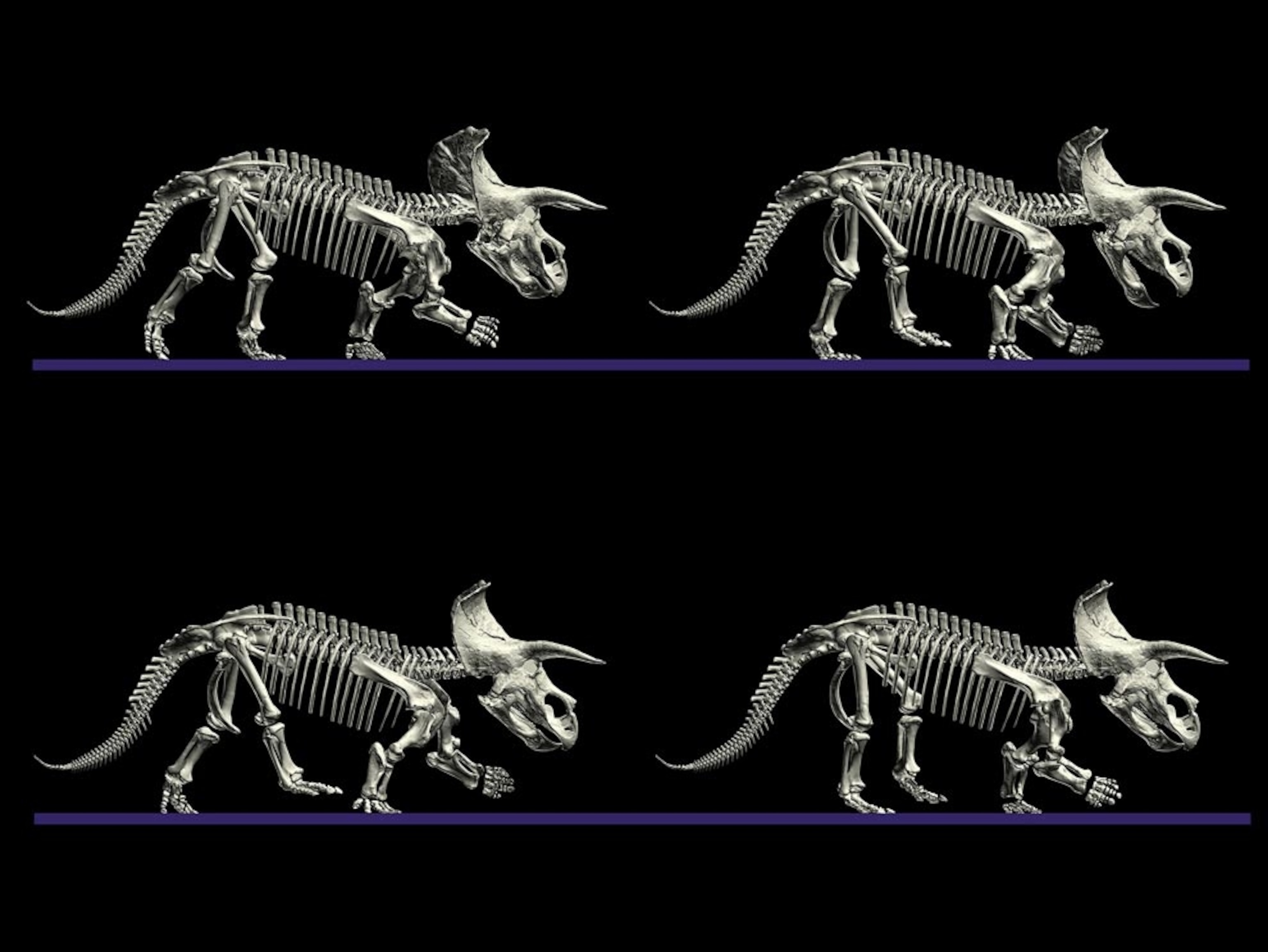 Image: Computer models showing a walking Triceratops.