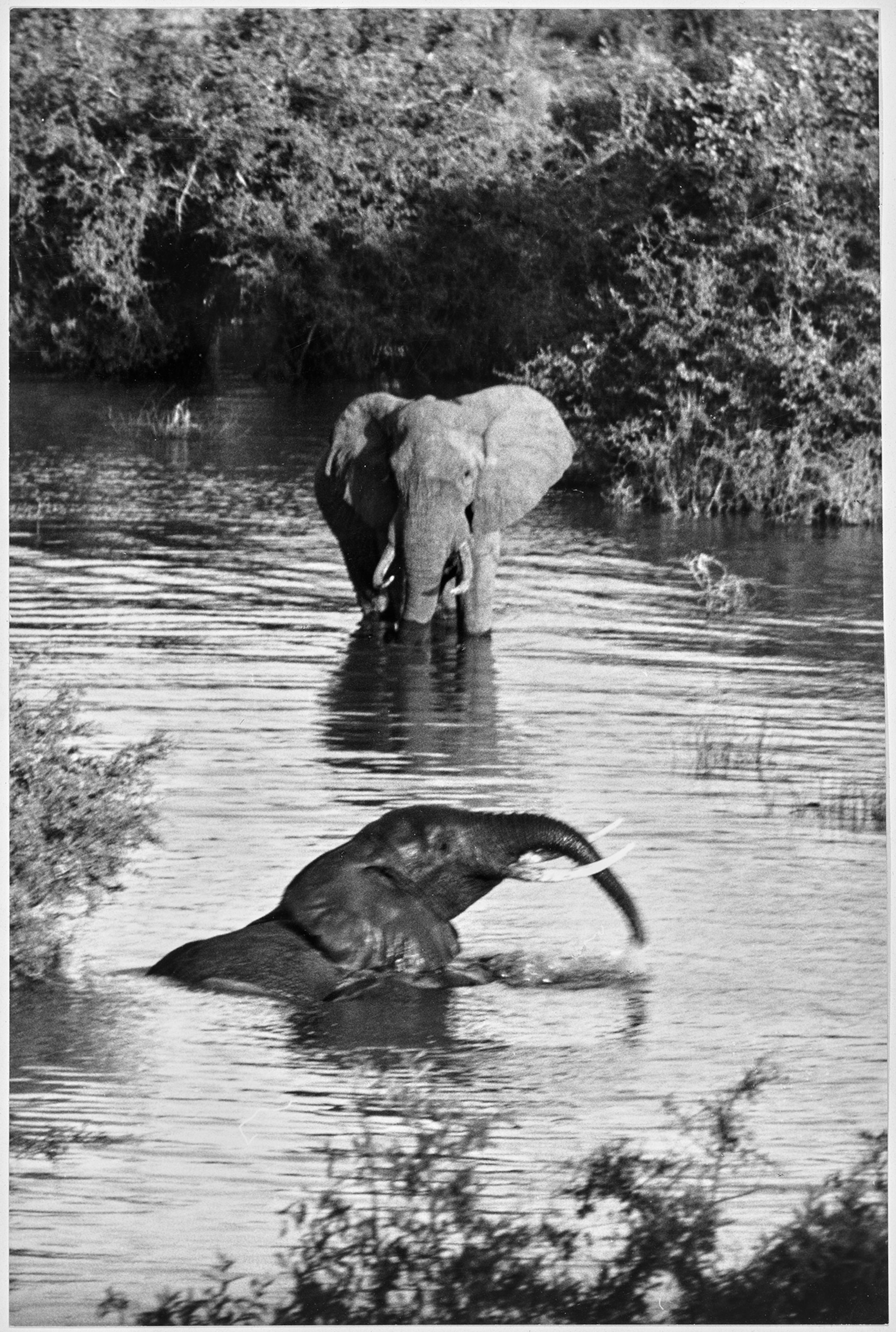 Black and white image of elephant standing in watering hole while another's head and trunk pokes out right above the surface.