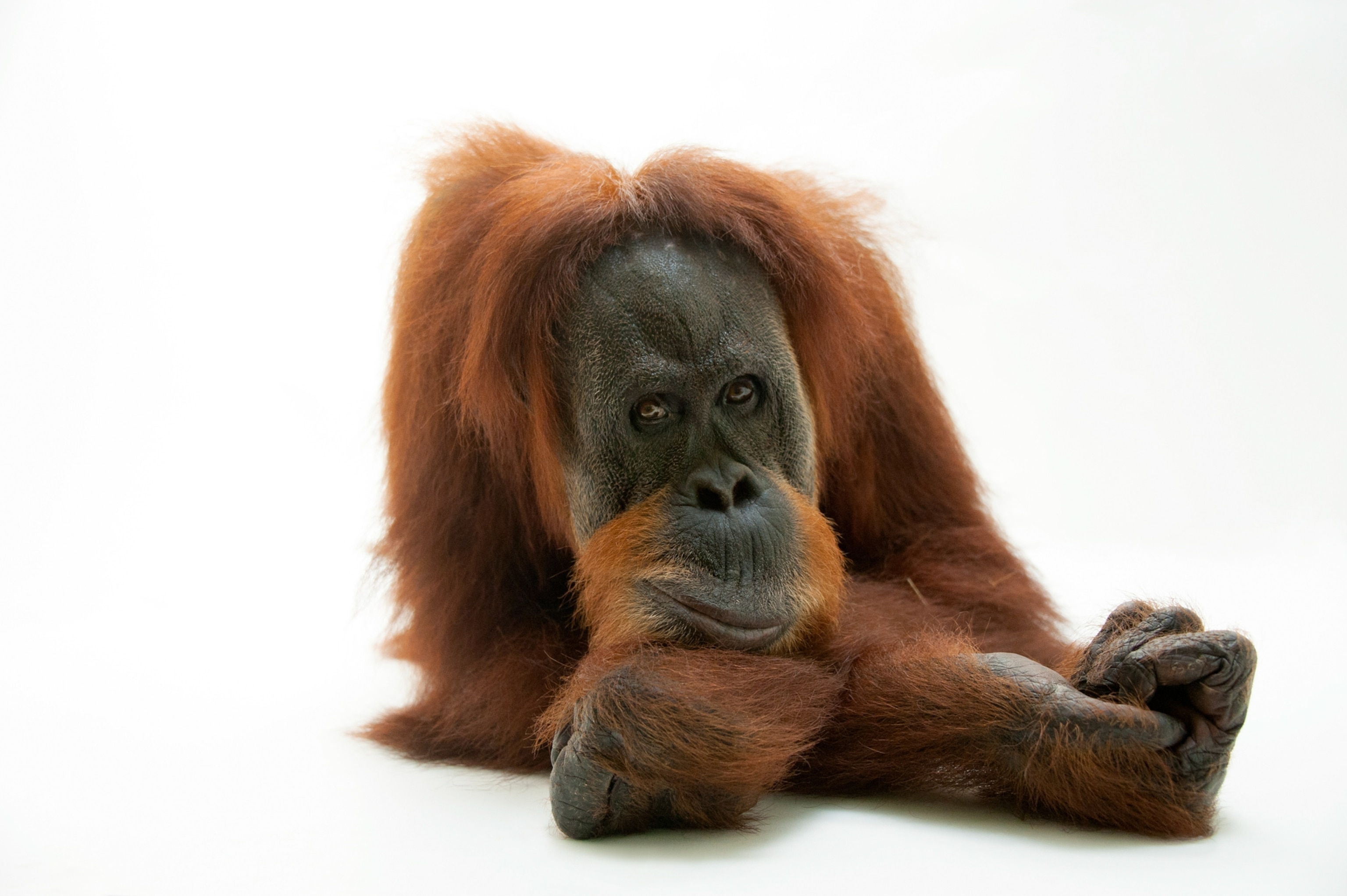 a Sumatran orangutan.
