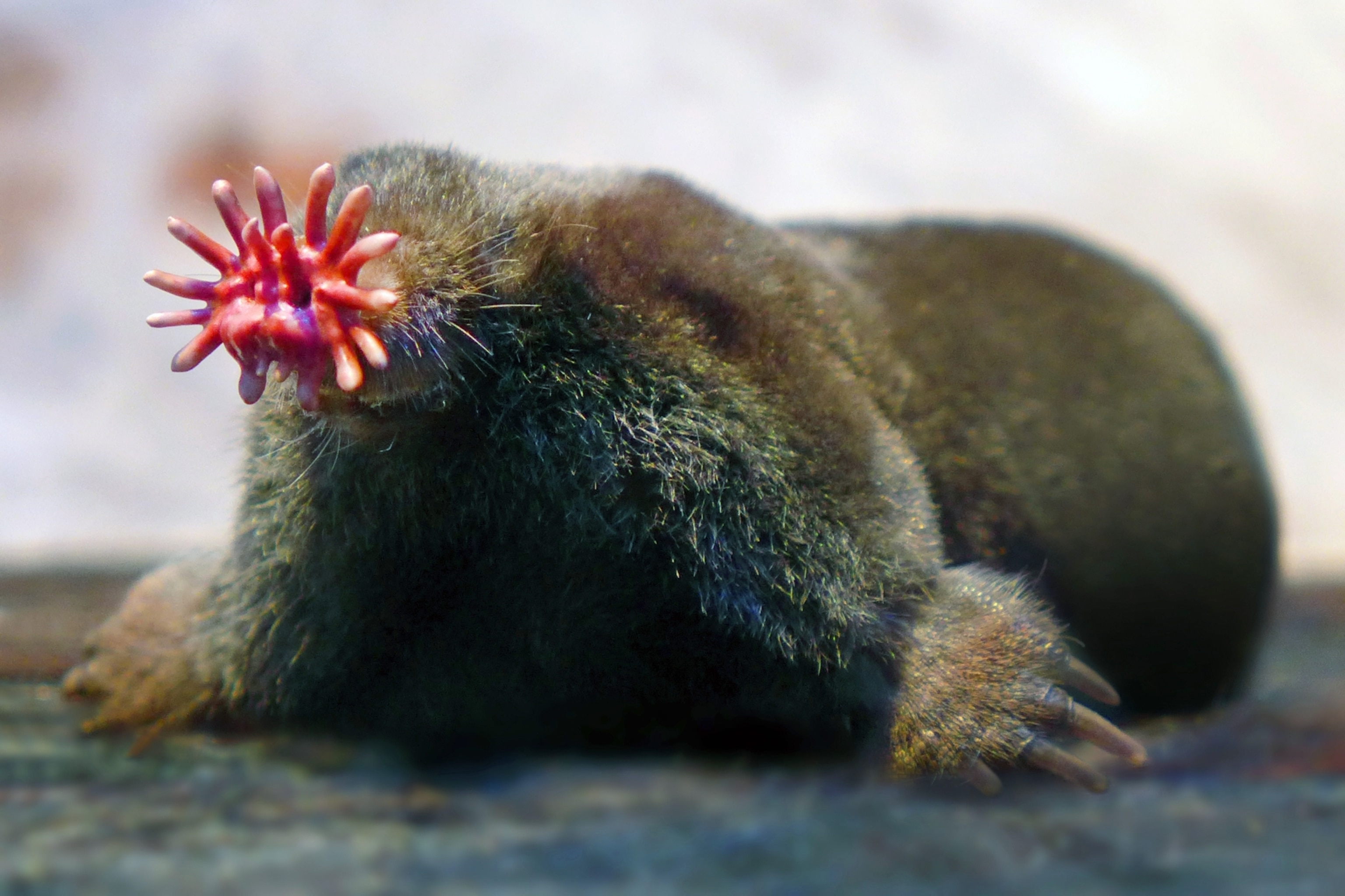 star nosed mole