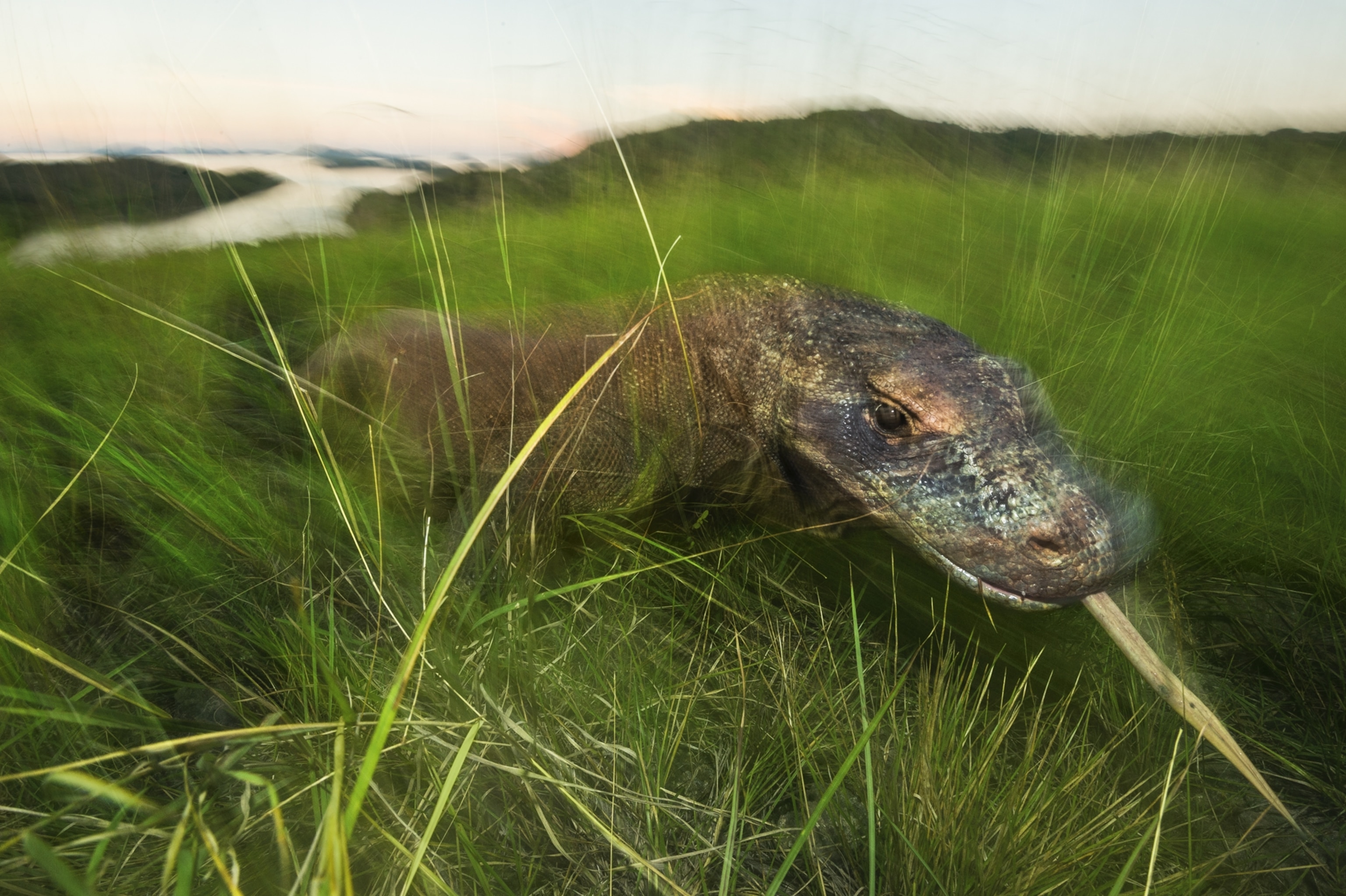 Komodo Dragon tasting air