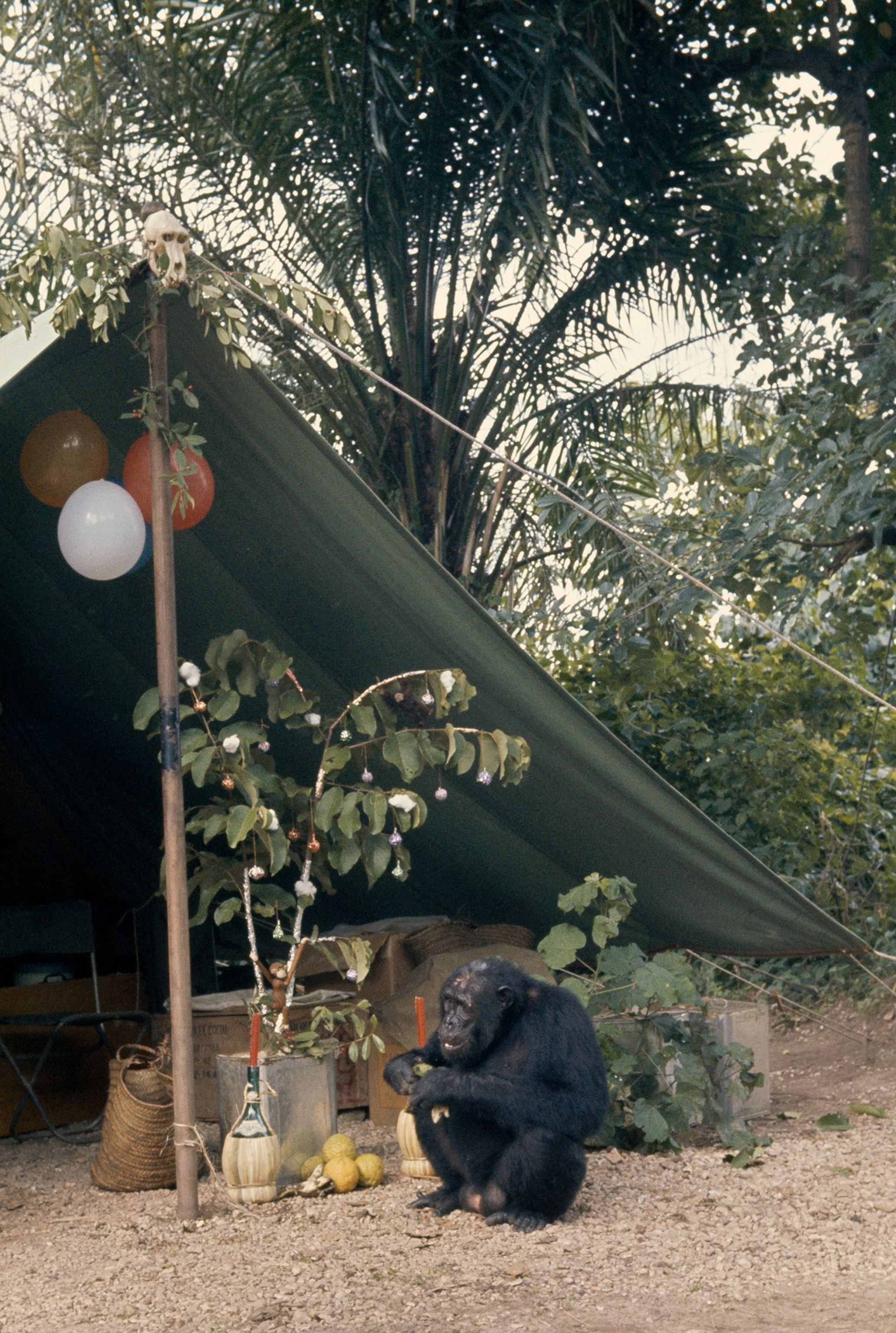 a chimpanzee in camp.