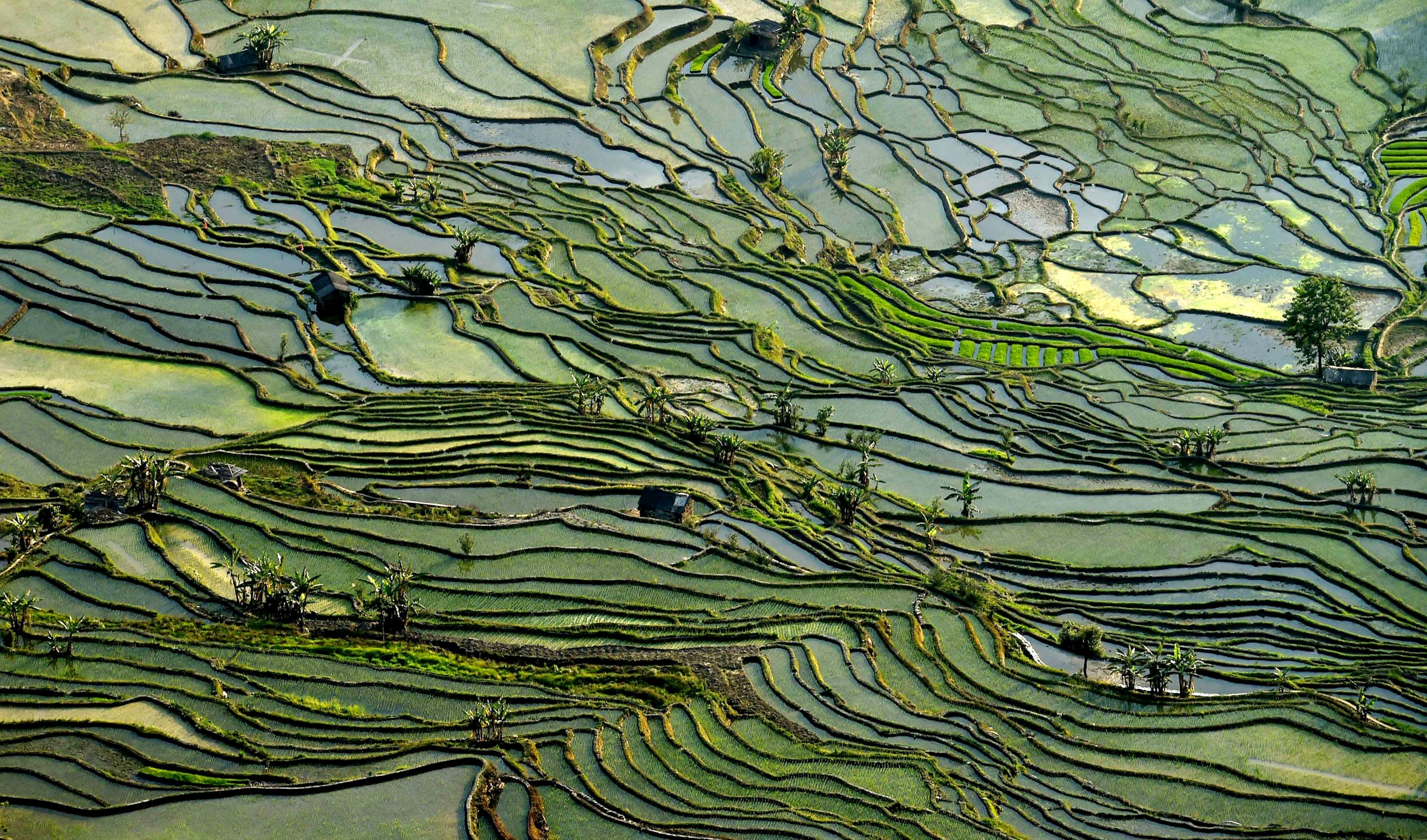 Honghe Hani Rice Terraces in China