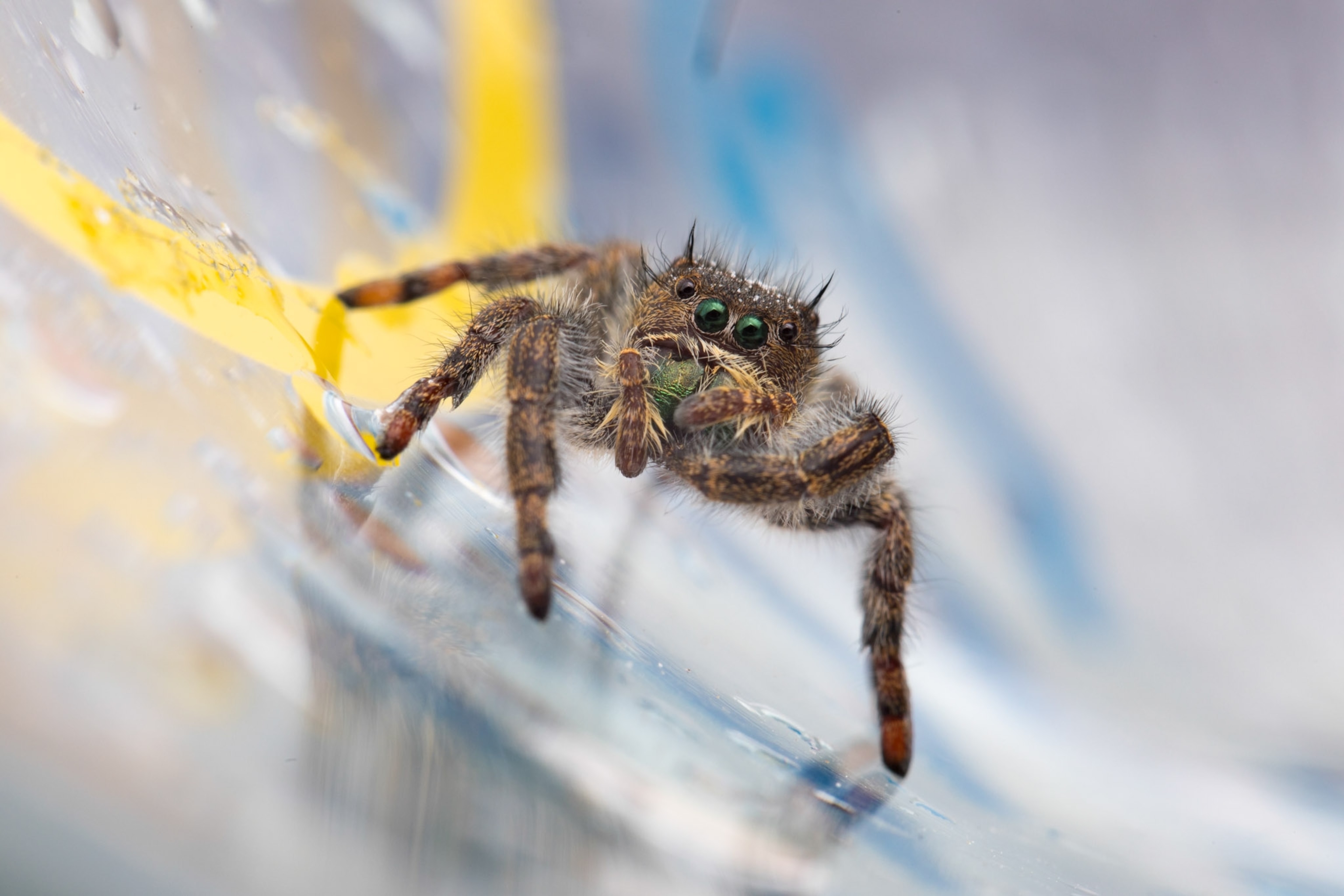 Spider on cup.