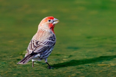 a Cassin's finch