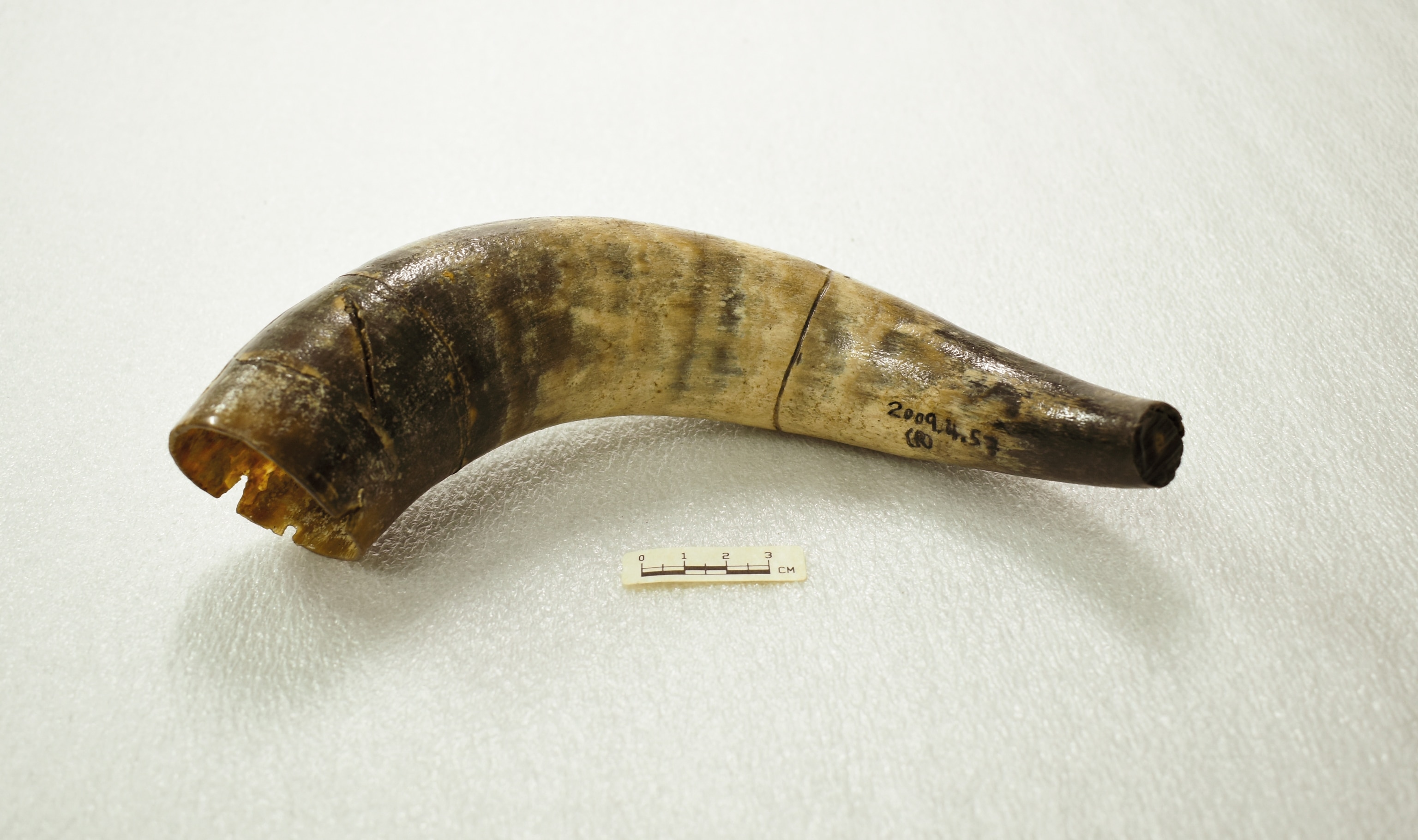 A 17th-century animal horn is on display at the National Museum of Jamaica.