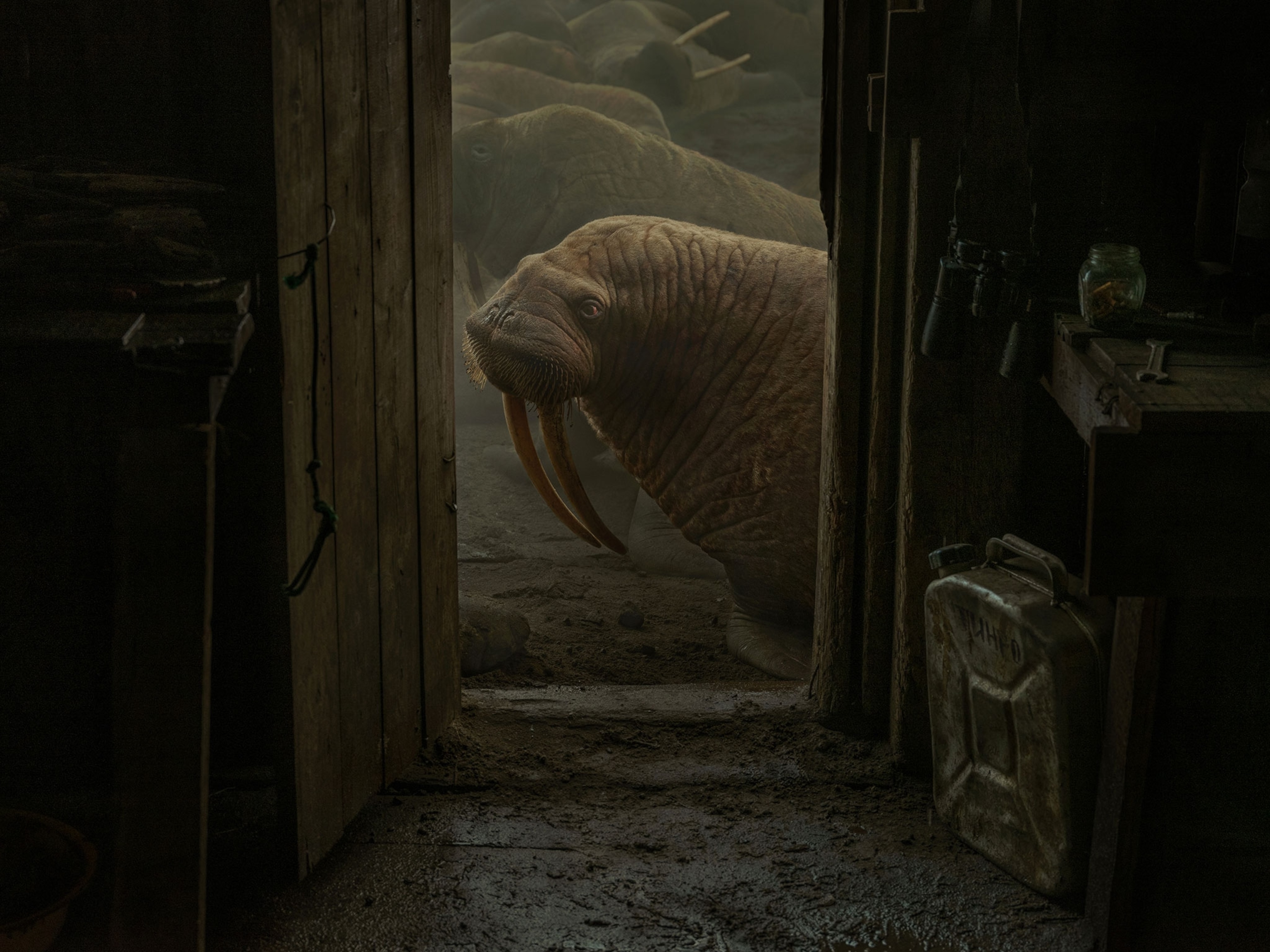 Walruses pass by a door of a cabin