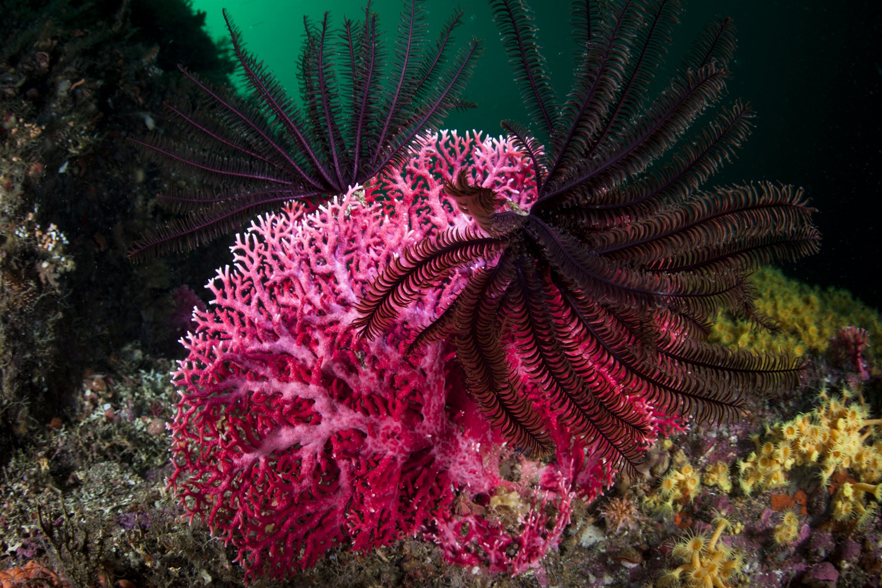 Featherstar and coral in Doubtful Sound, Fiordland National Park, New Zealand