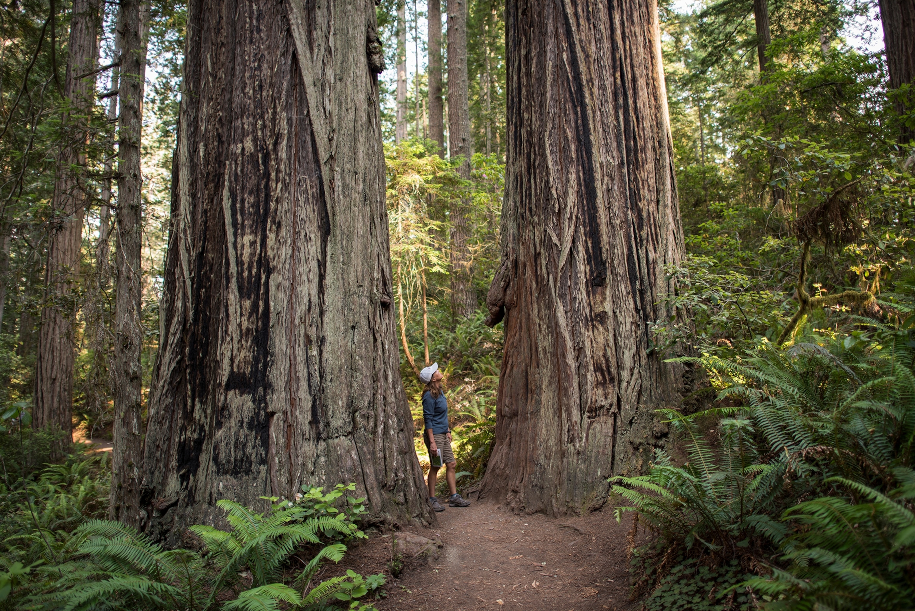 A woman standing between two giant redwood trees in Redwood National Park.