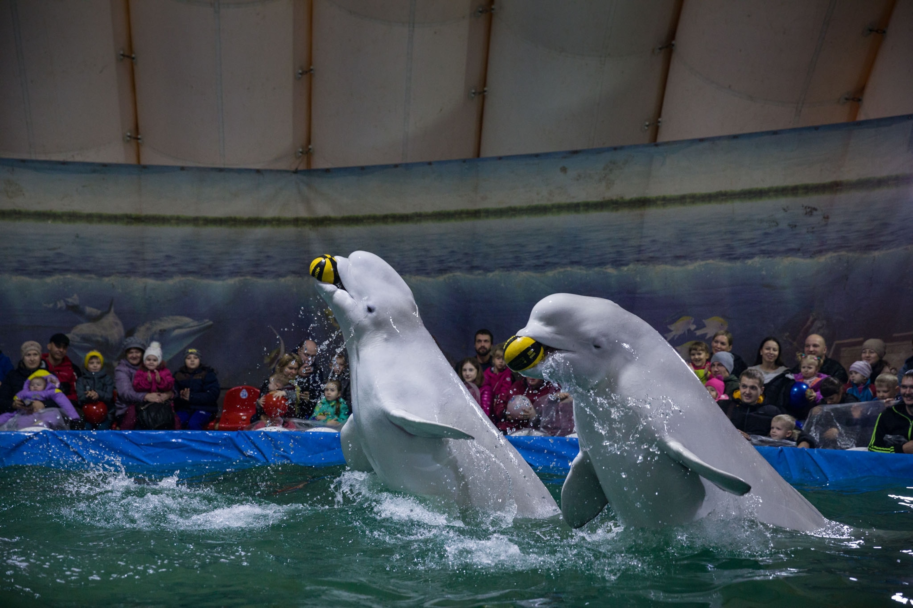 a beluga whales performing for people