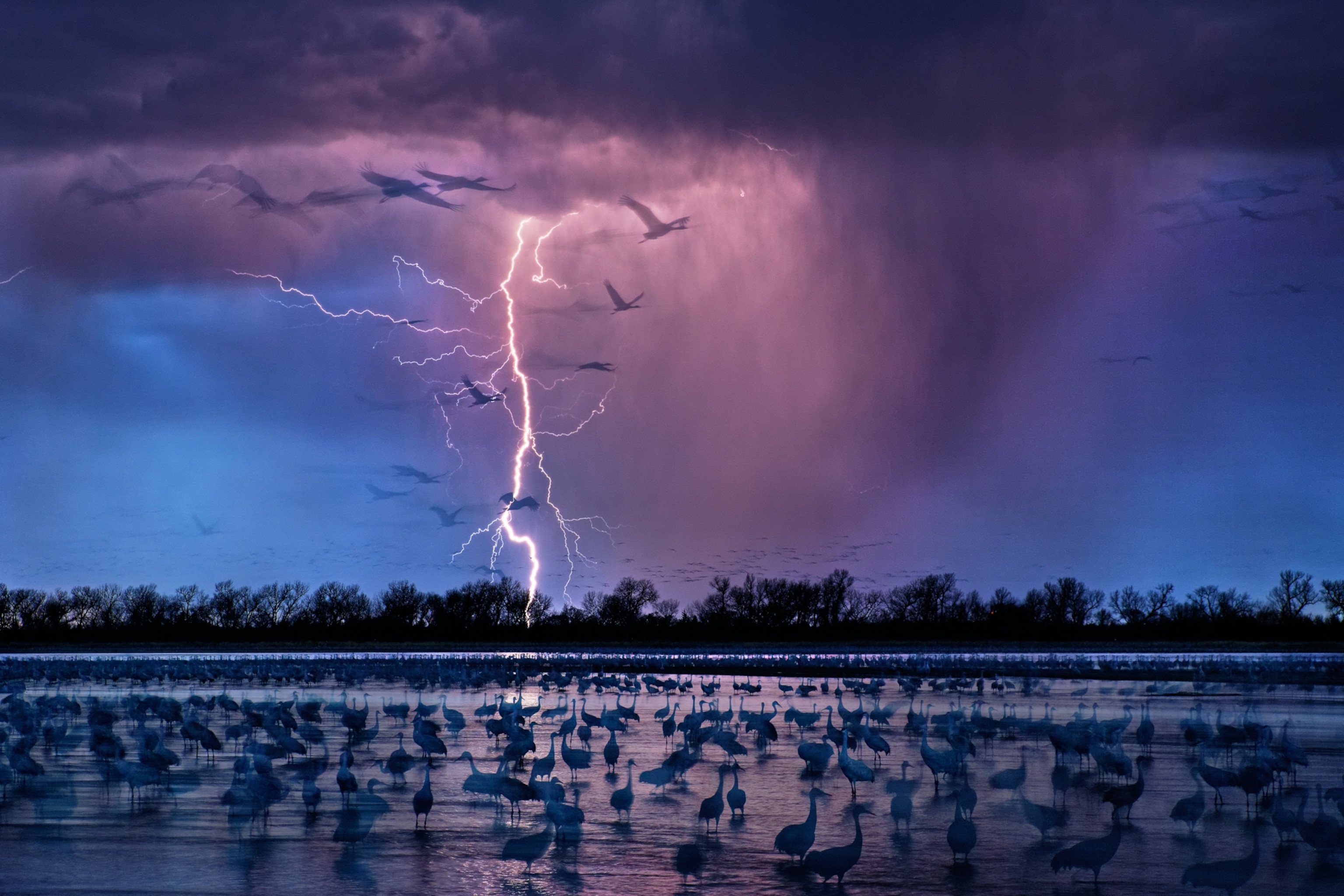 Rain pours from purple clouds at dusk as a large bolt of lightning is seen in the background. Thousands of sandhill cranes are gathered in the shallow water in the foreground, while some others are seen in flight.