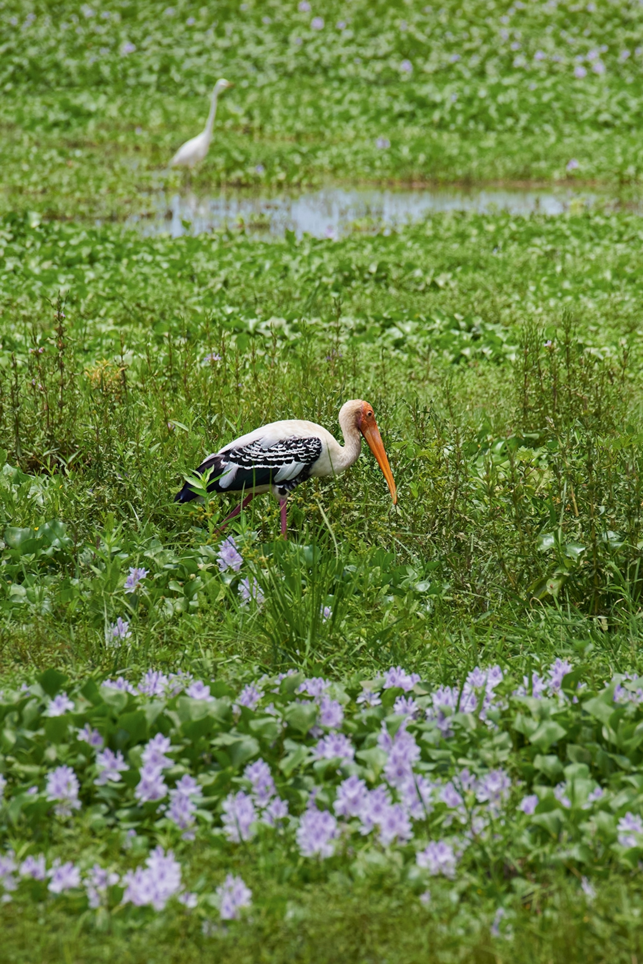 Stork walking through green rice paddies