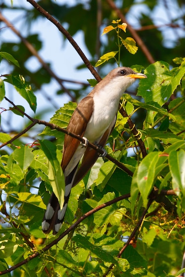 a yellow-billed cuckoo