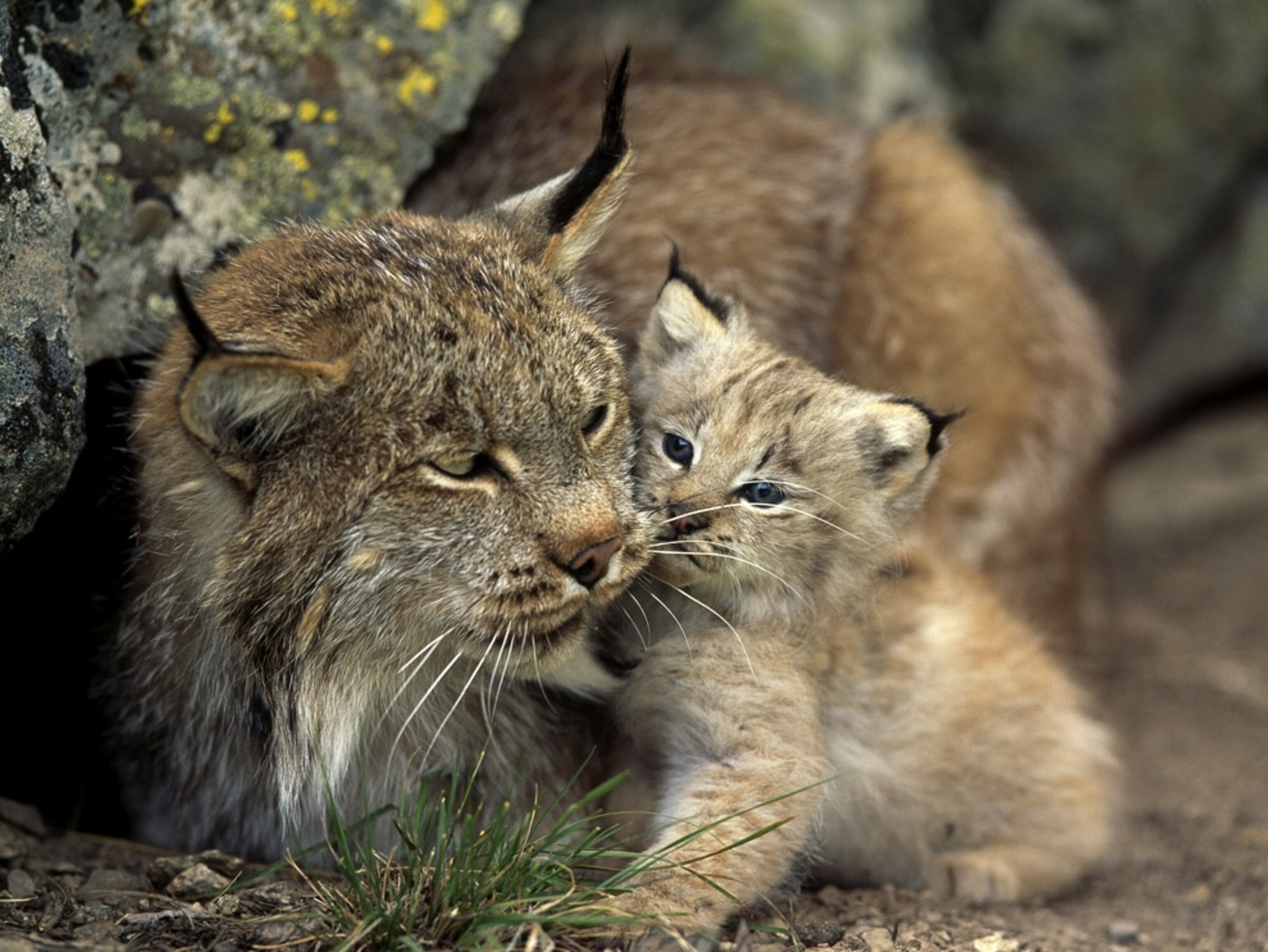 a female lynx and her young cub