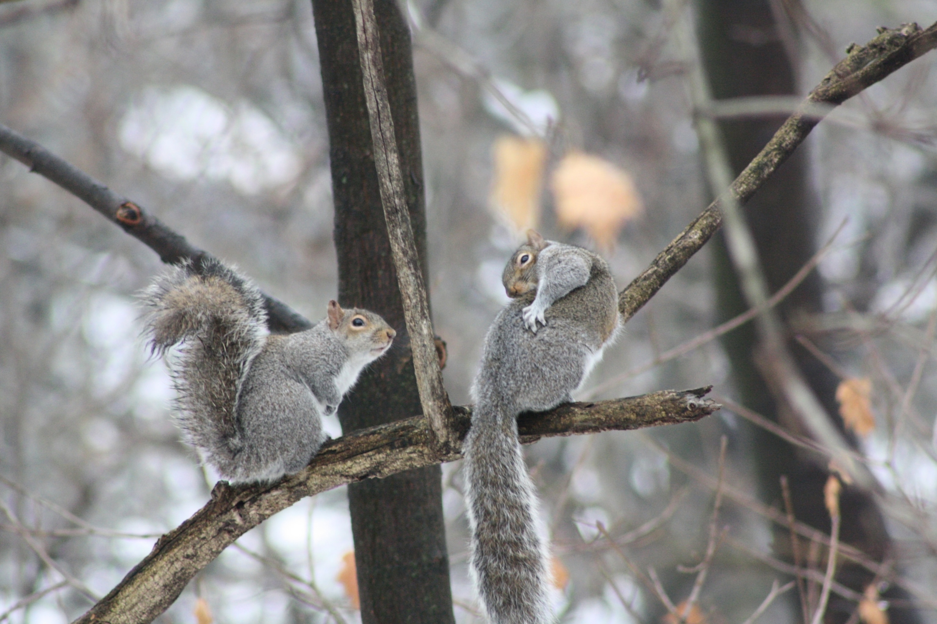 animals scratching