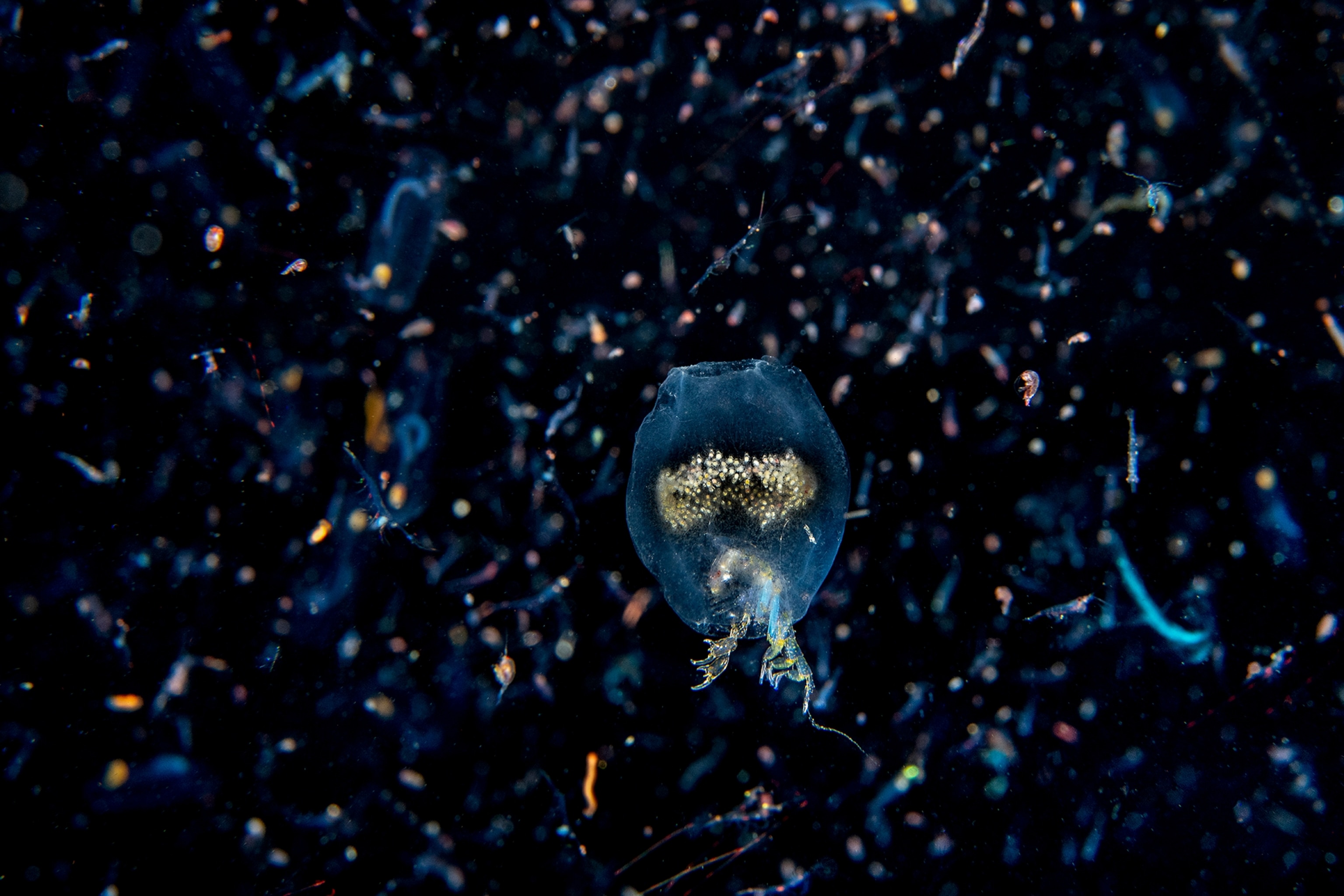 You almost miss the pram bug floating in the water it's clear but you can see its eggs ass it floats.