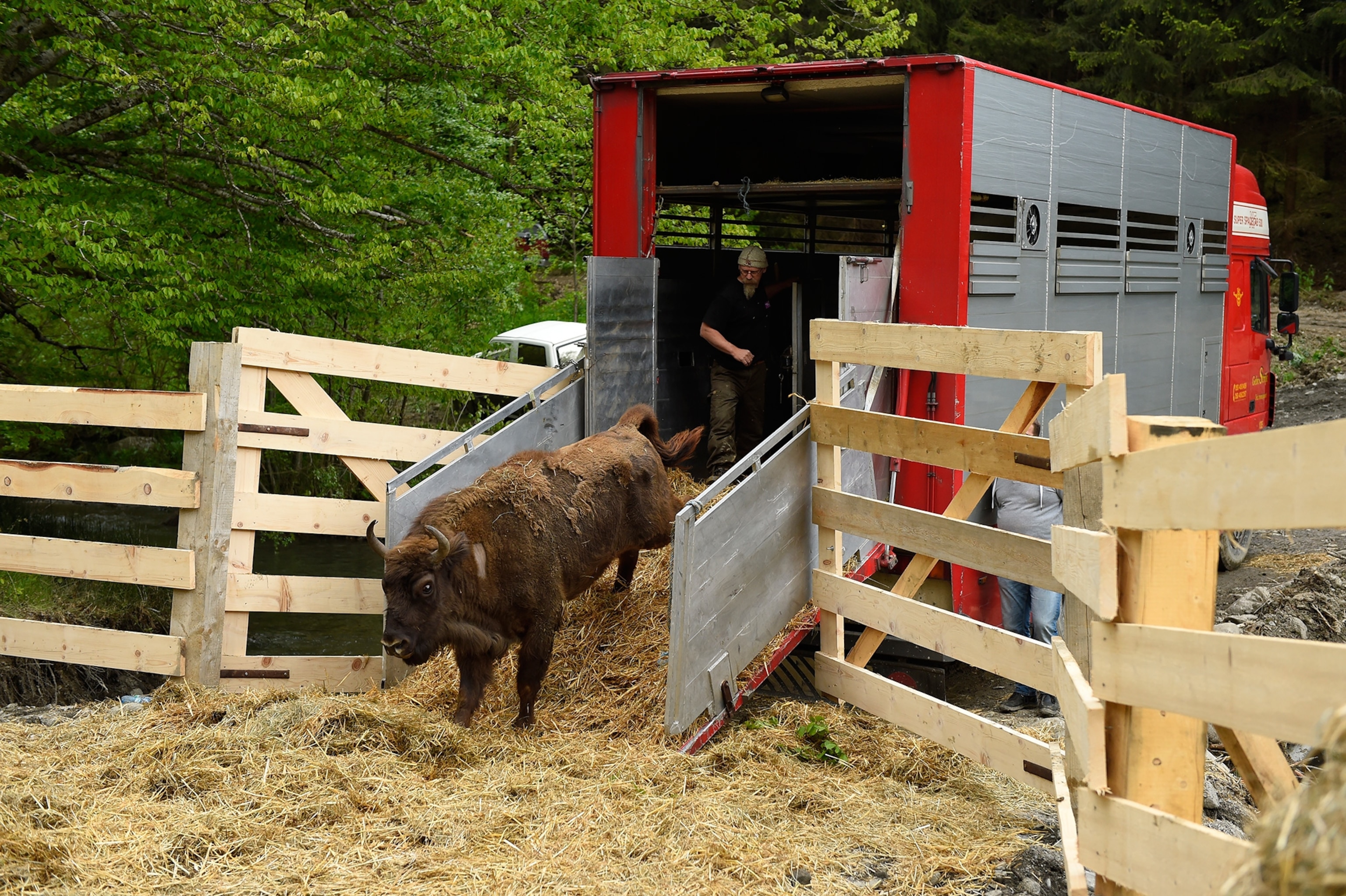 bison exiting trailer