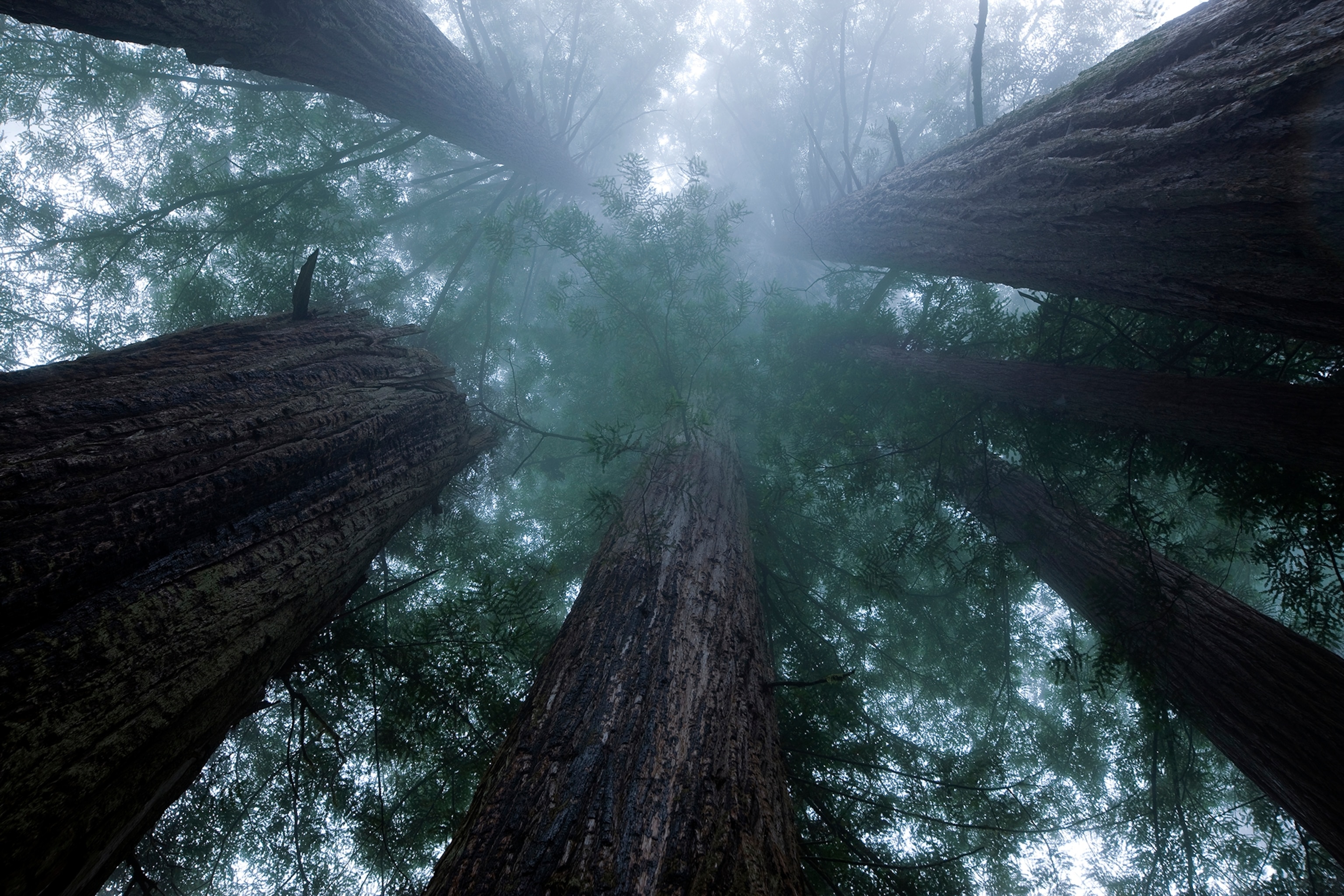 Coastal fog covers redwood treetops in the Lady Bird Johnson grove.