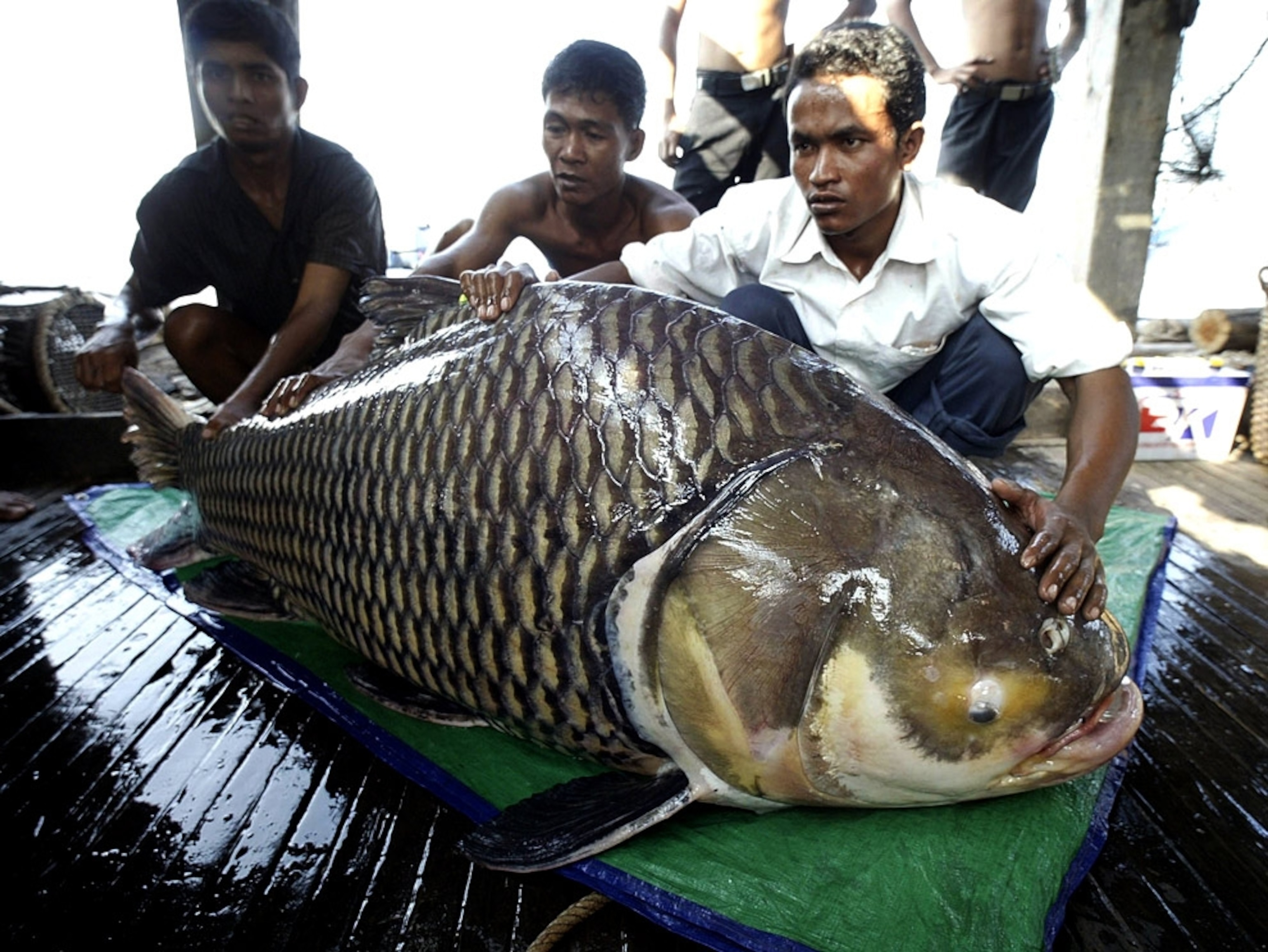 Giant Asian carp