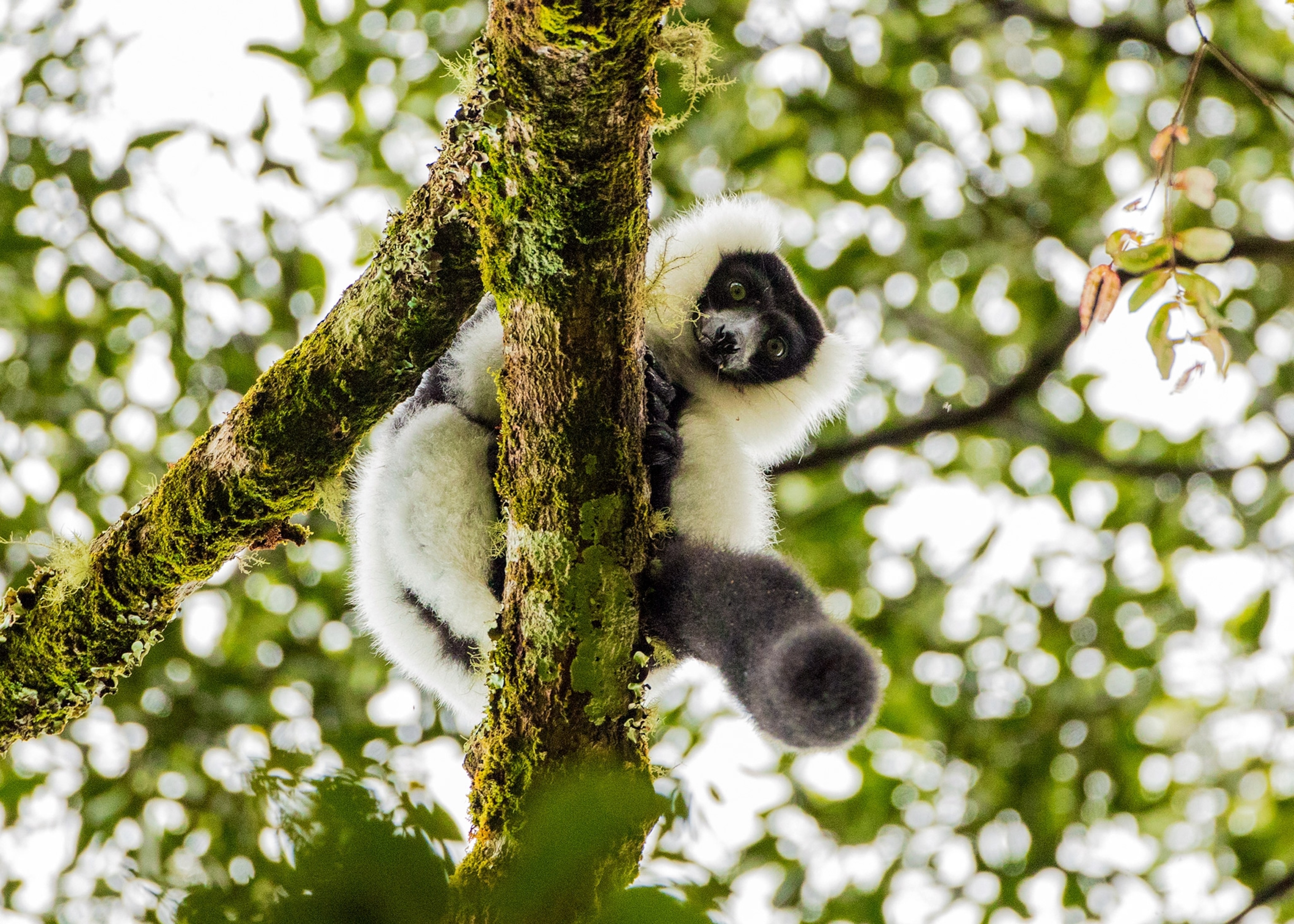 A lemur sits on a brach looking down on the photographer green leaves sit behind him.