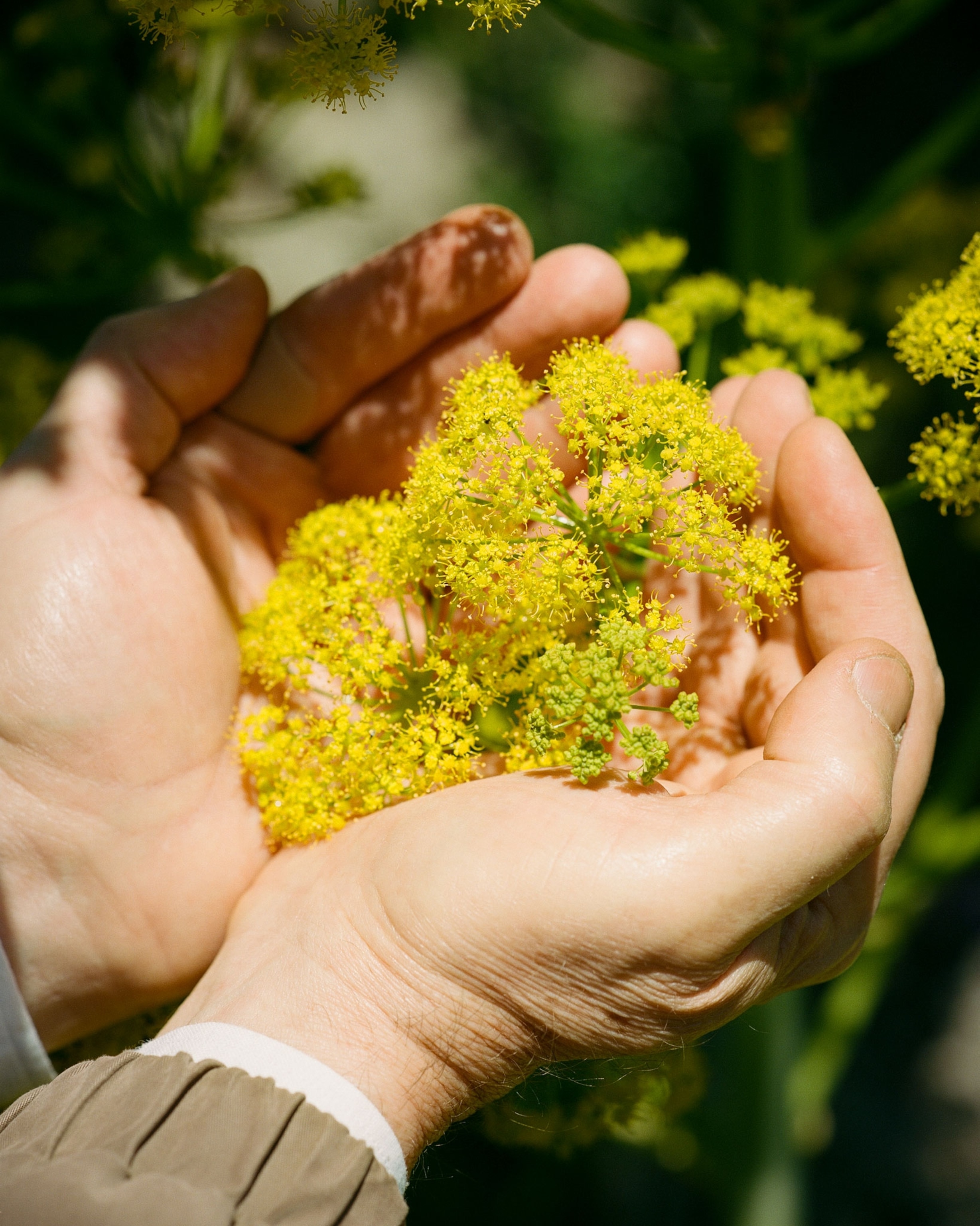 the yellow flowers of a ferula drudeana are held between a man's hands