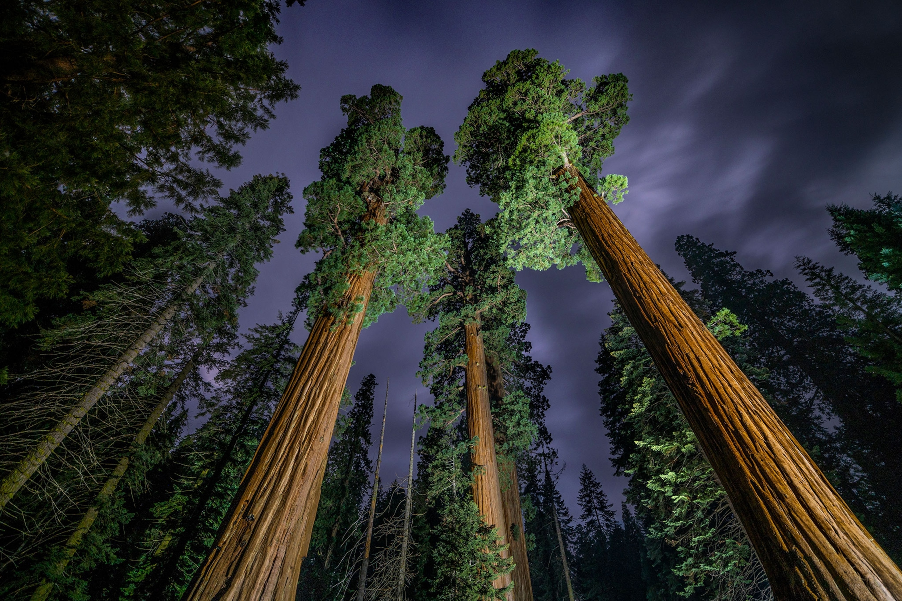 sequoias