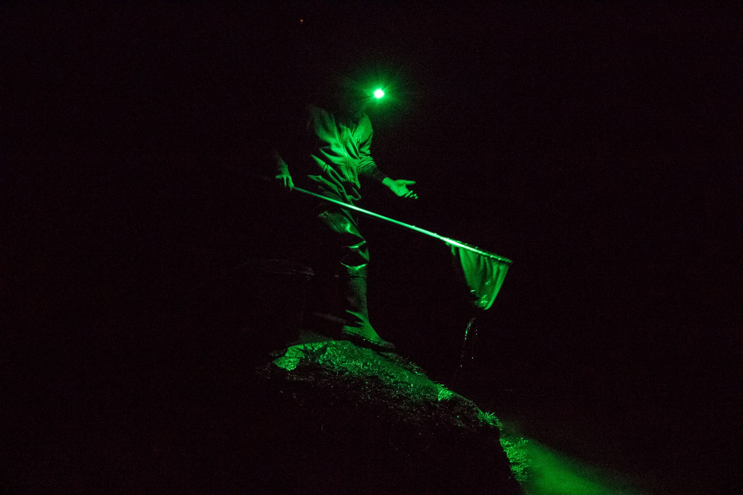 a person using a net to fish for glass eels