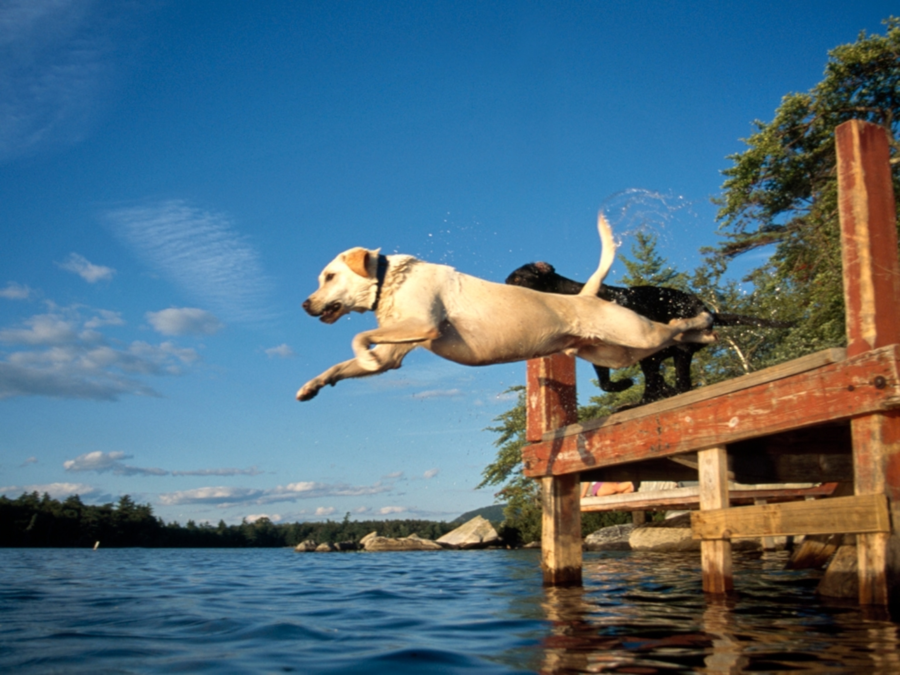 Dogs jump into lake
