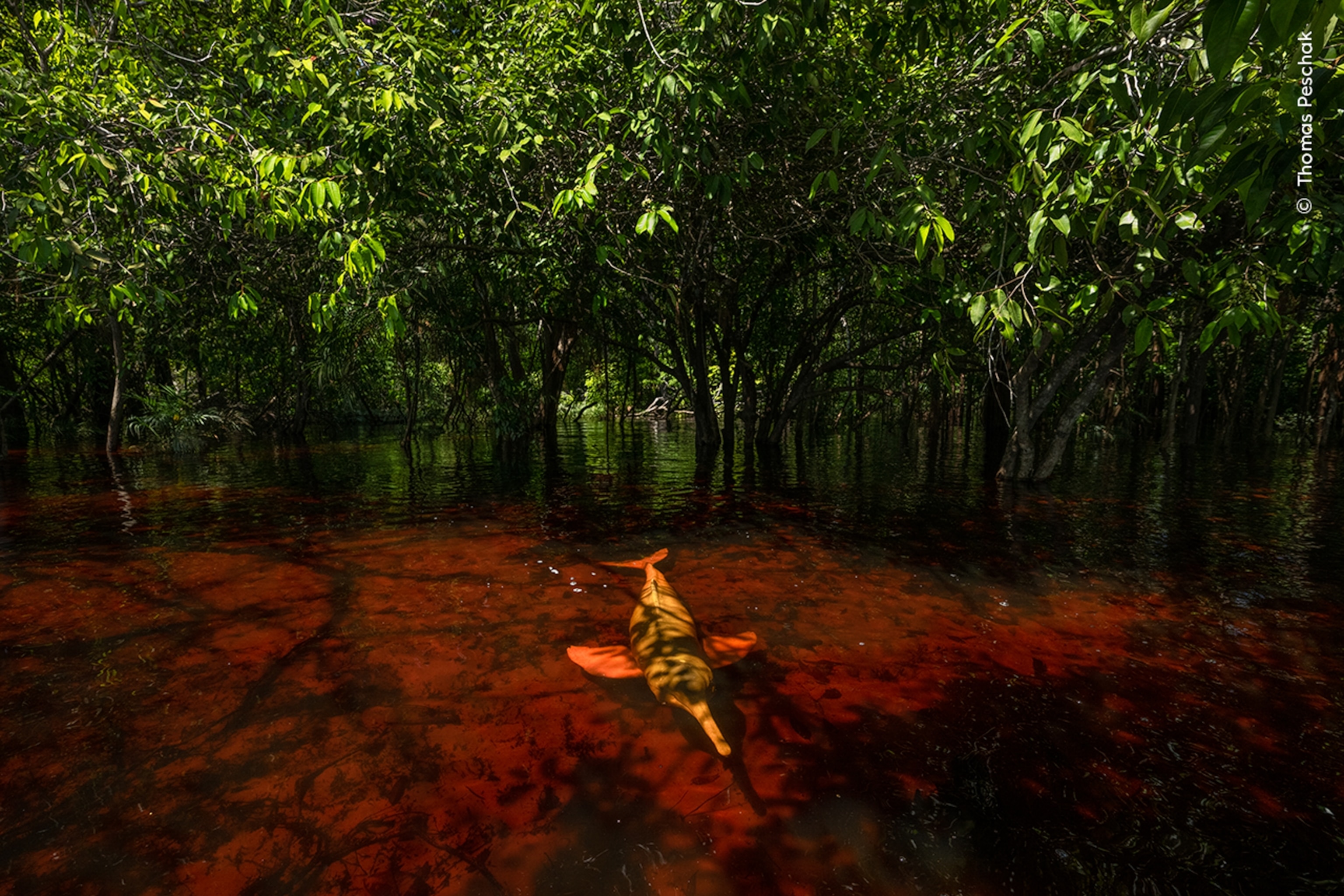 A pink dolphin swimming in deep maroon and borwn waters with green trees in the background.