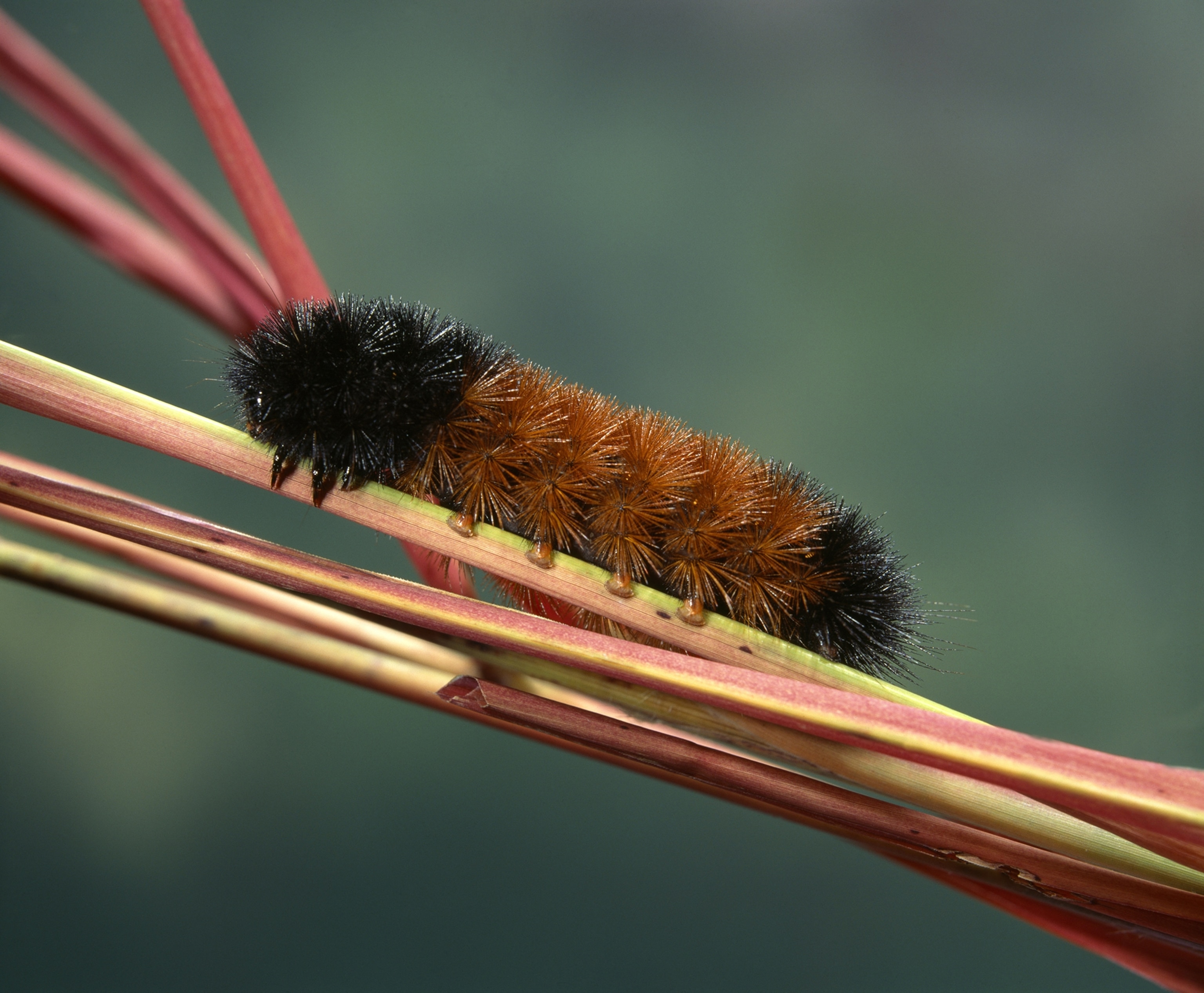 Black ends and orange in between the woly Bear crawls along a stalk.
