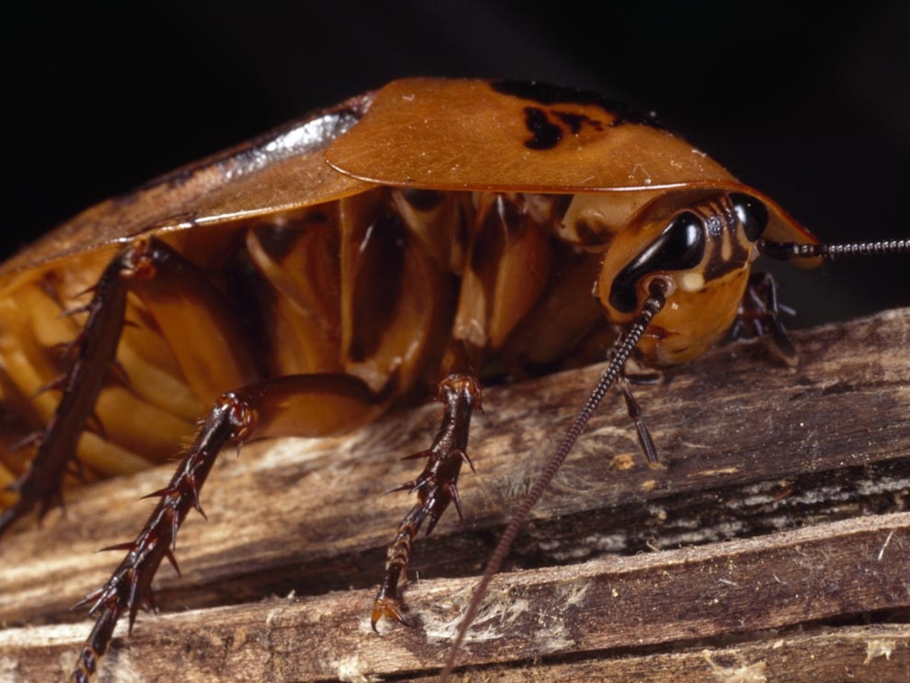 Cockroach