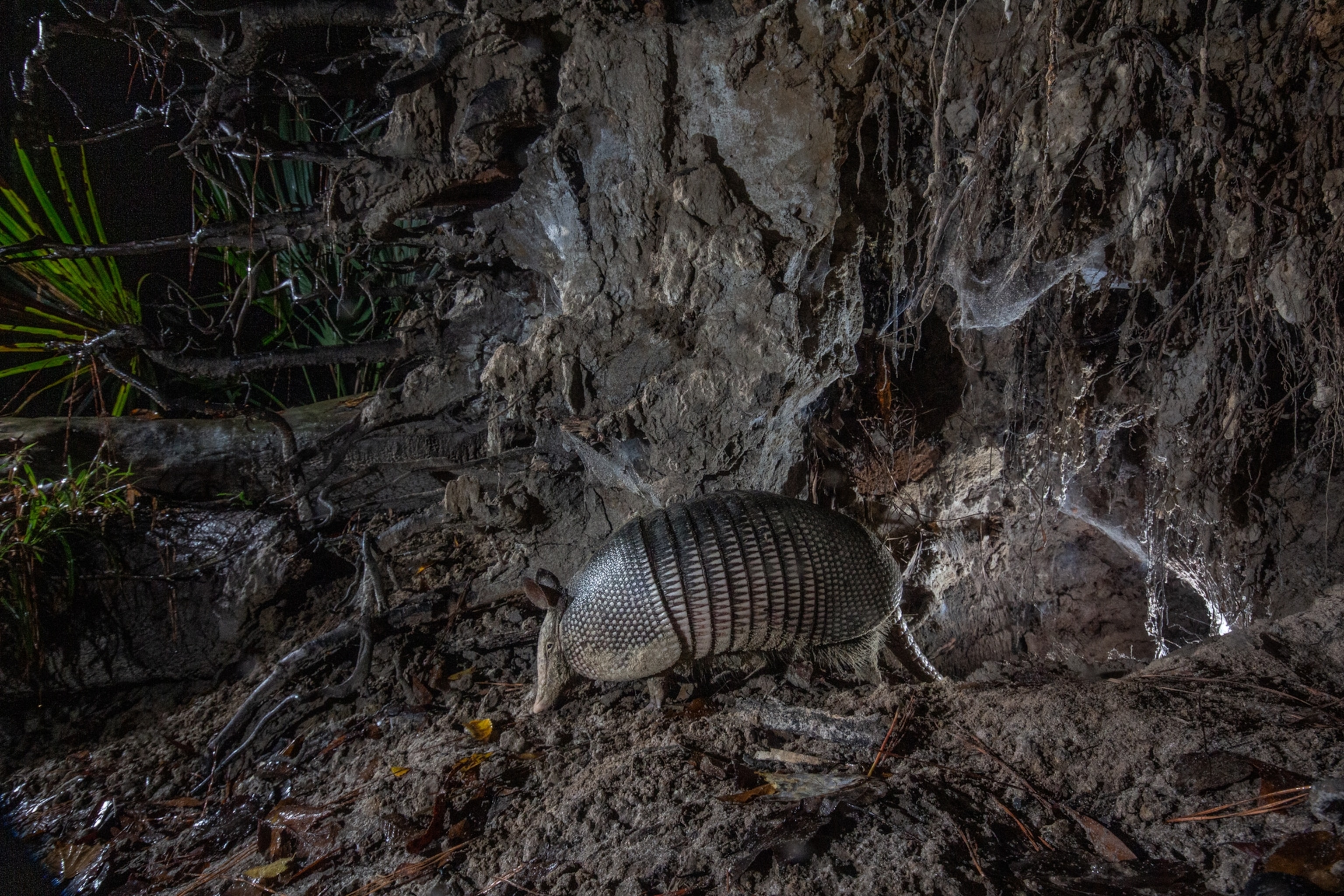 Armadillo coming out from his den under the tree.