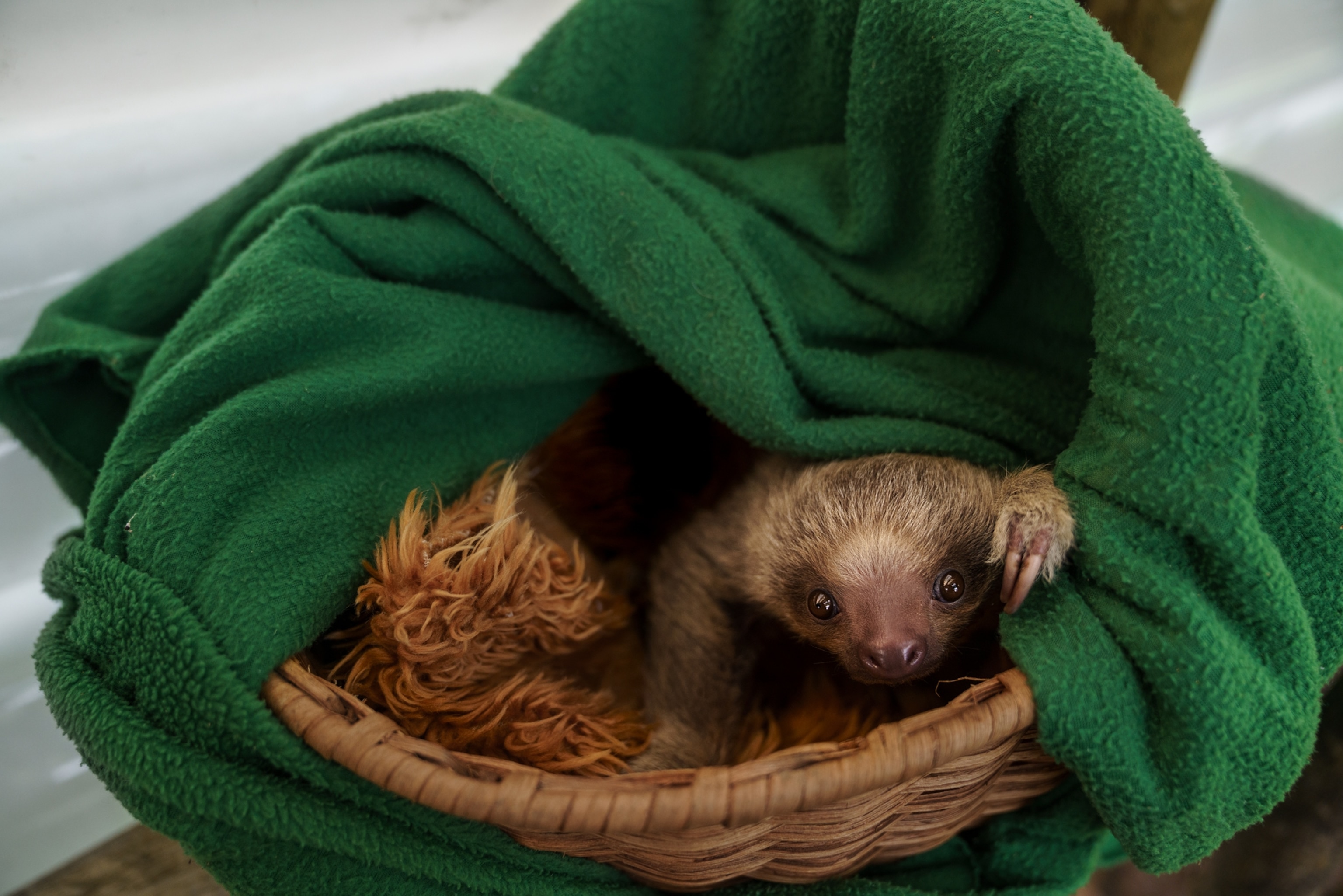 Picture of a rescued sloth in a basket, peaking out from under a green blanket.