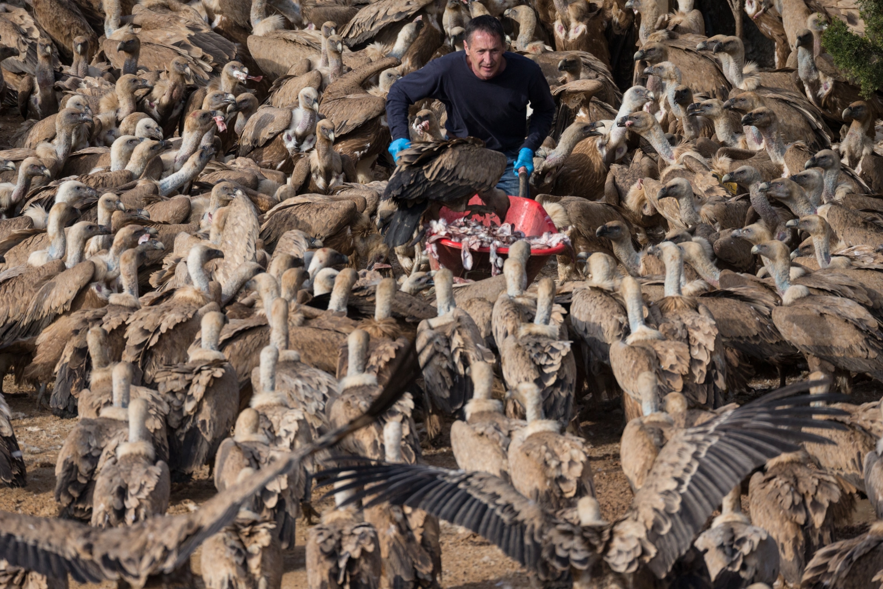 José Ramón Moragrega Deusdad feeding griffon vultures at a vulture observatory