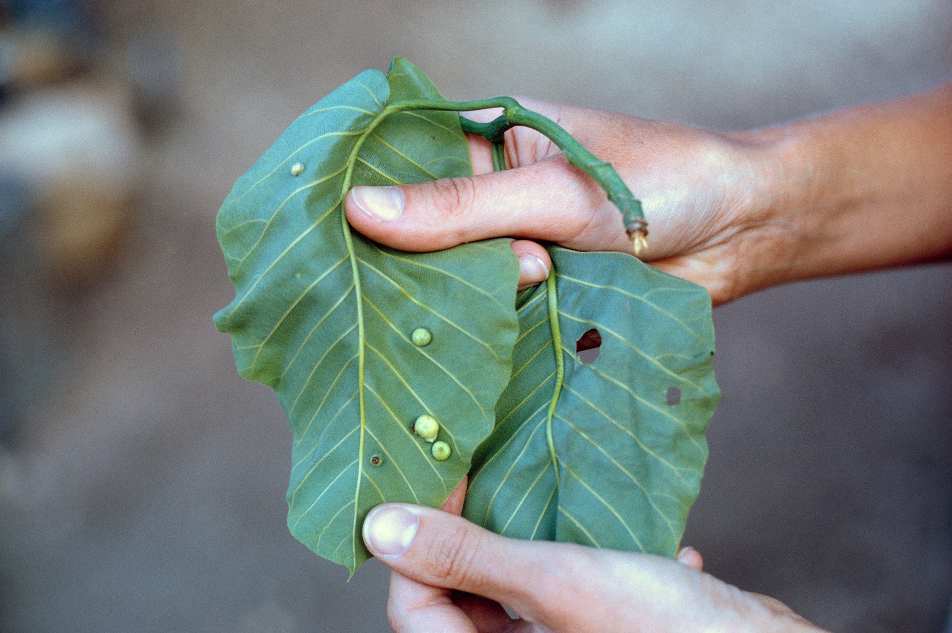 the underside of a leaf