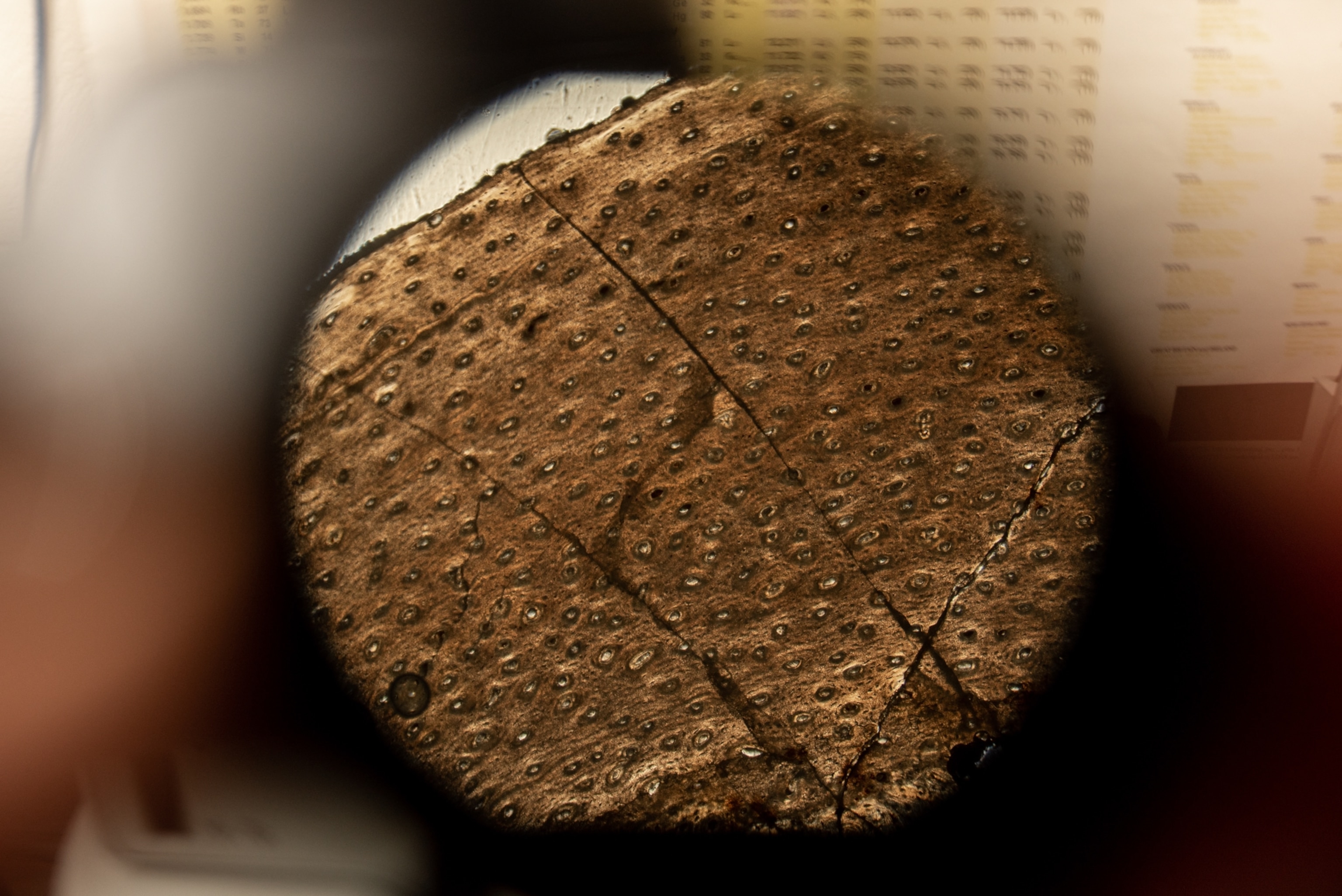 a microscopic view of a section from a Mbiresaurus tibia.
